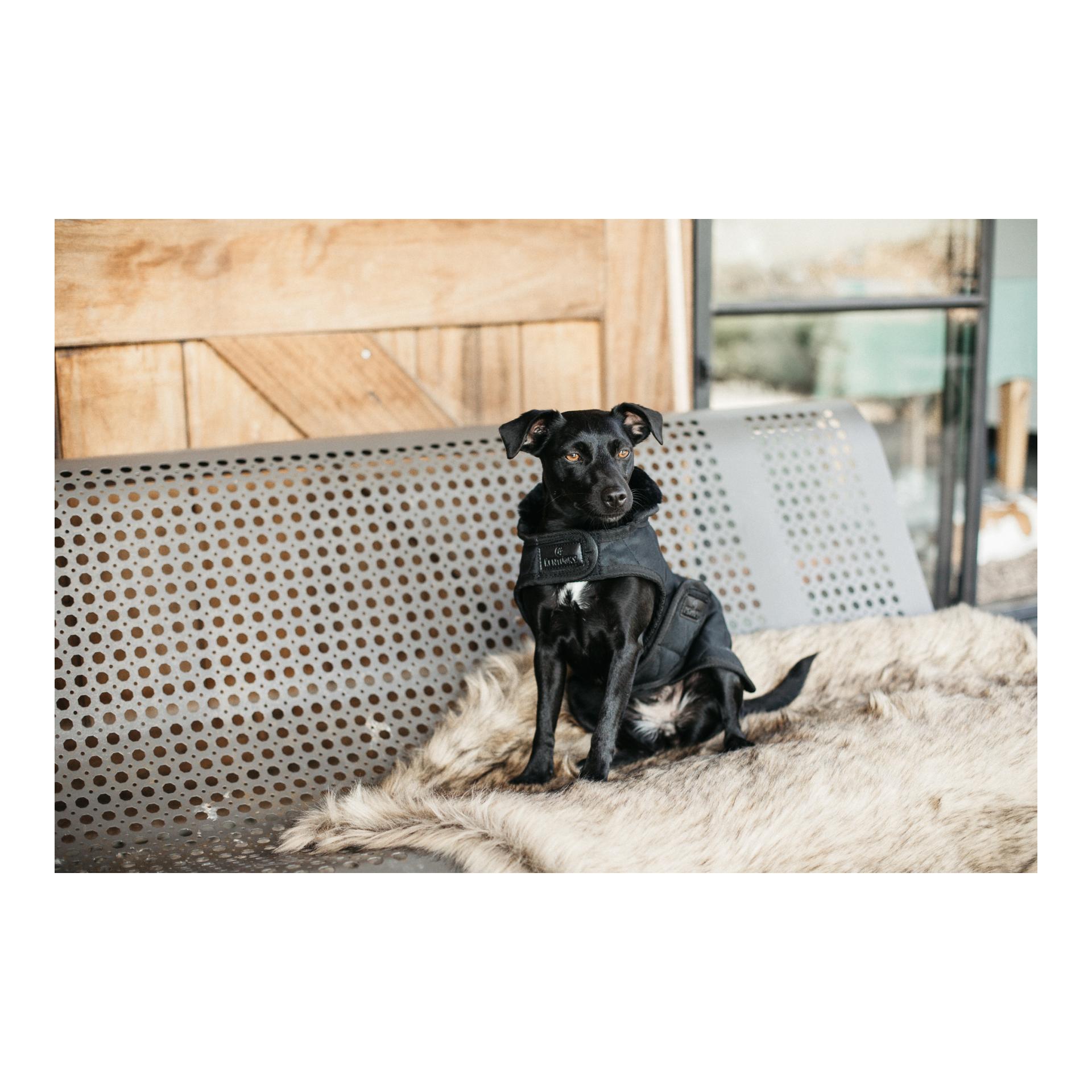 Kentucky Dogwear Hundemantel Original - black/black