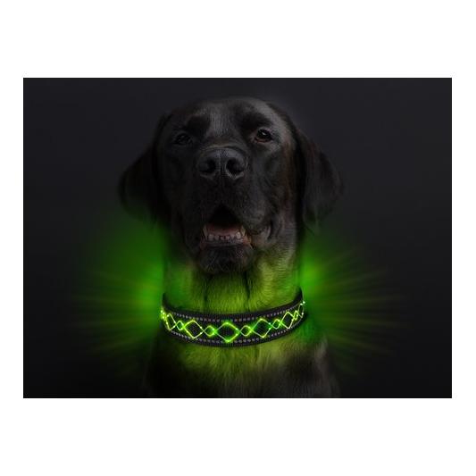 Collier lumineux pour chien "Beauty"