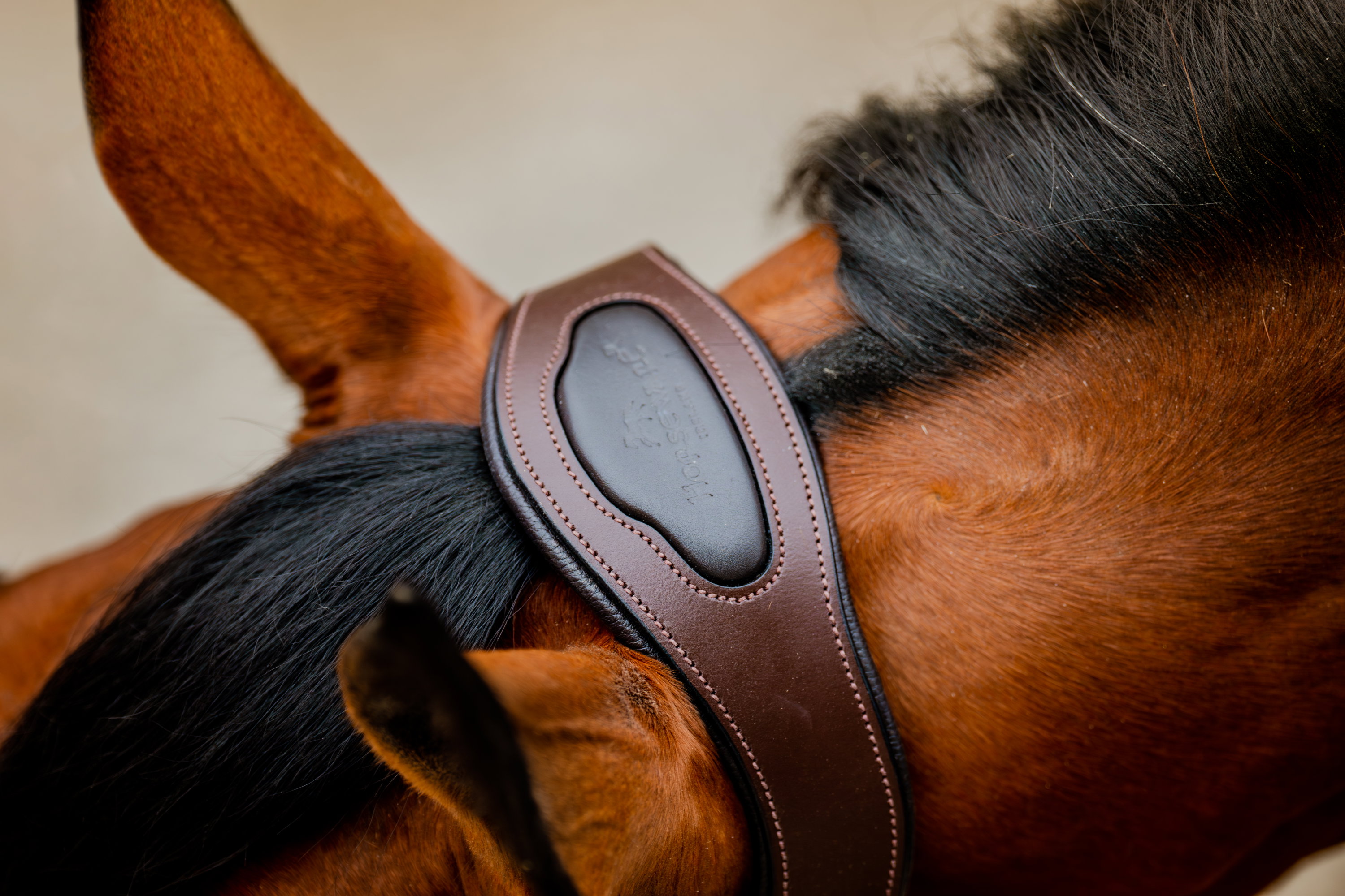 Horseware Halfter Signature Compeition