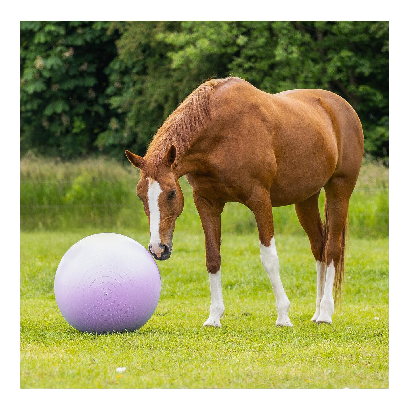 QHP Pferdefussball two-tone