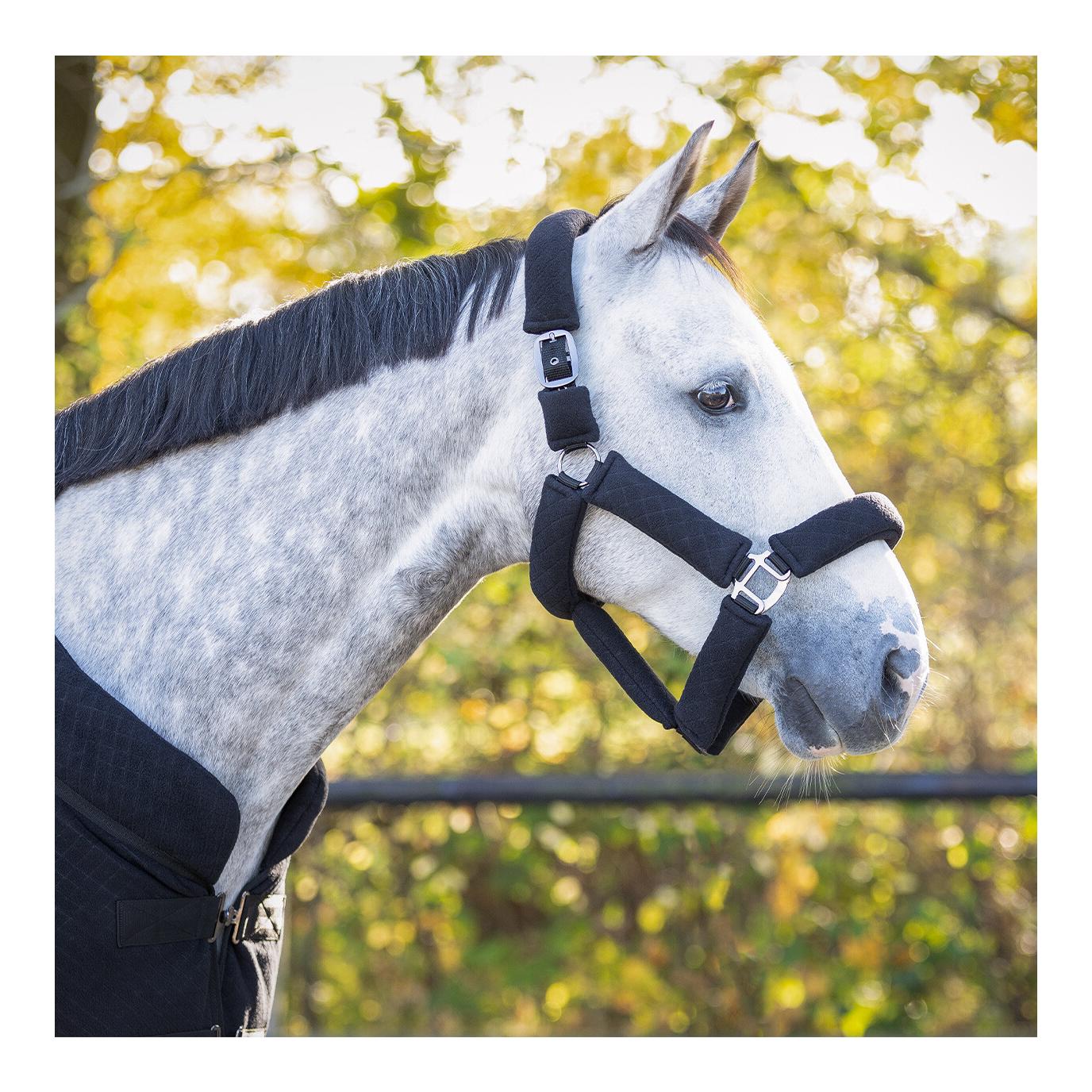 QHP Halfter-Set Zahra