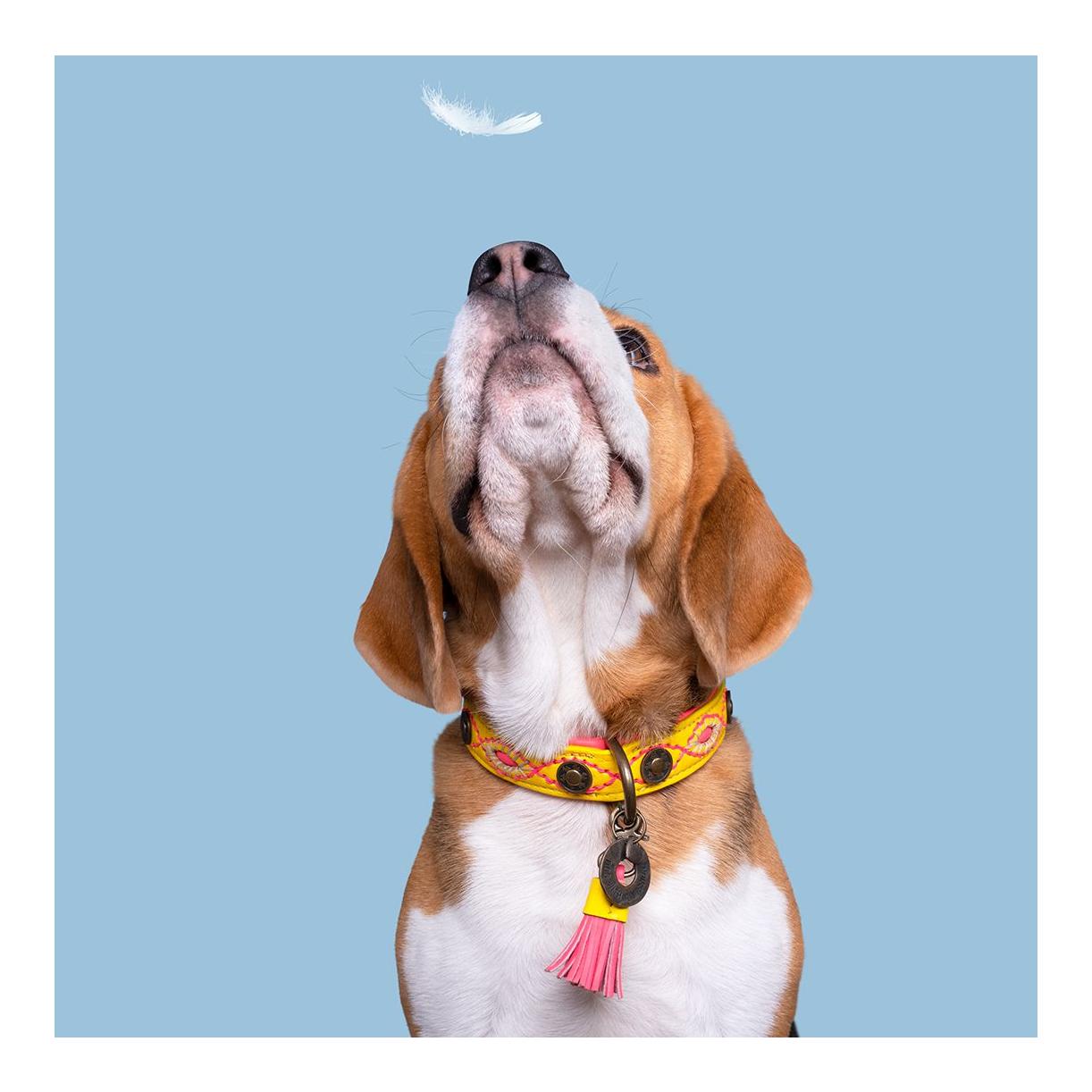 Jessy Hundehalsband
