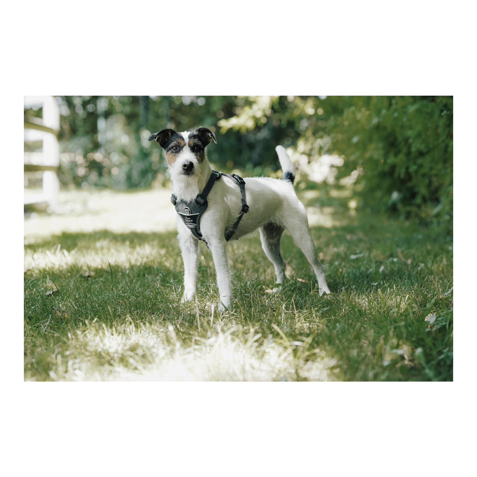 Eskadron Harnais pour chien MOTION REFLECT