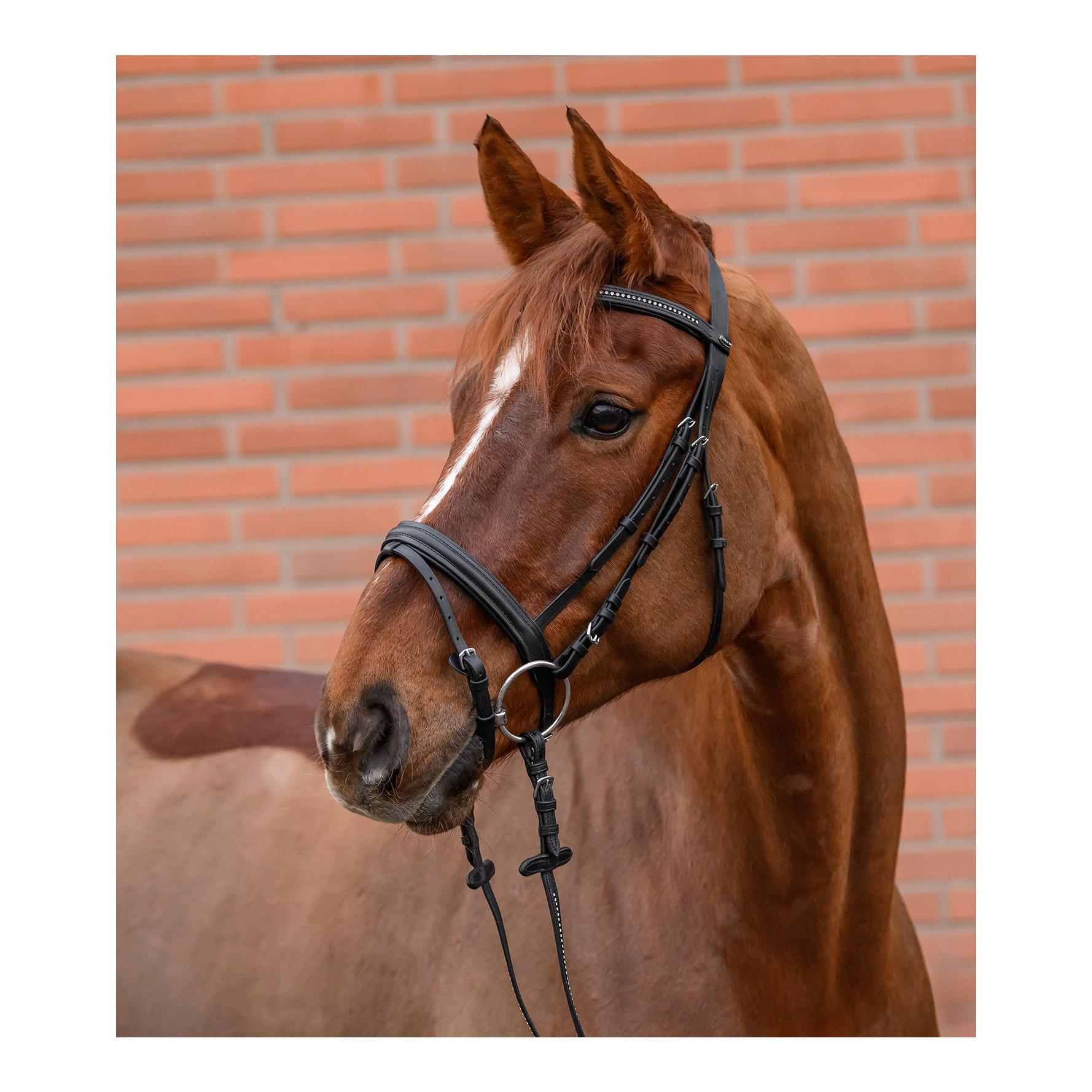 Star Diamond Trensenzaum