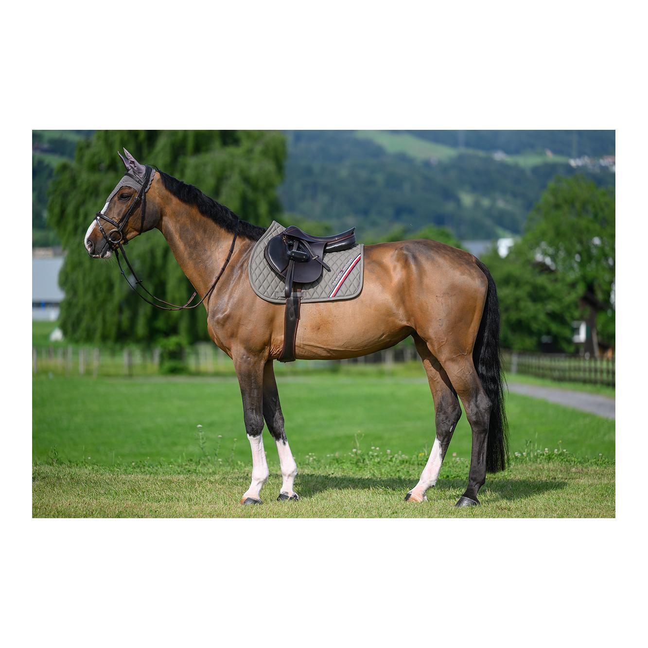 Tommy Hilfiger Equestrian Chabraque de saut d'obstacles Stanford