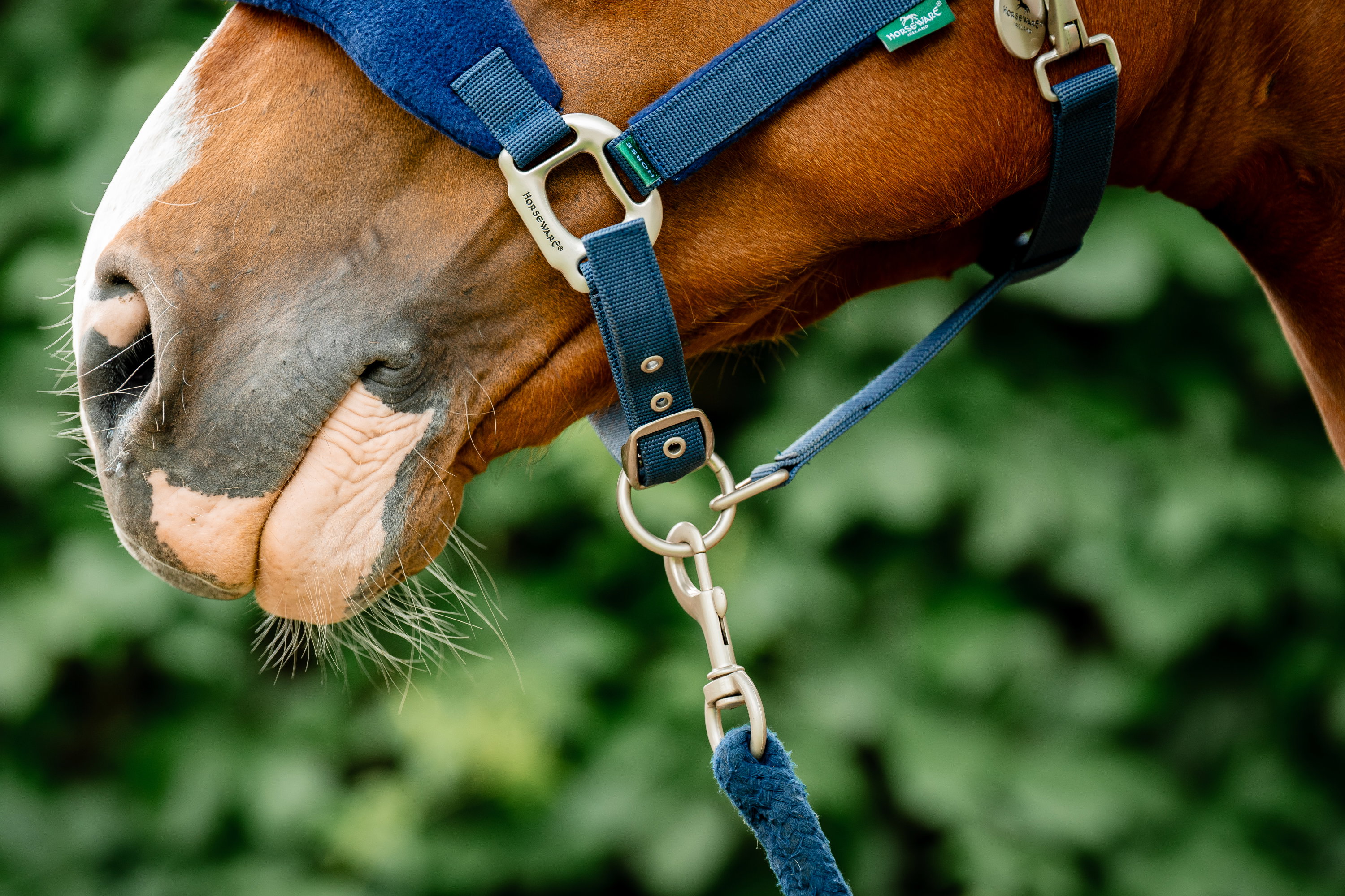 Halfter Grooming Signature