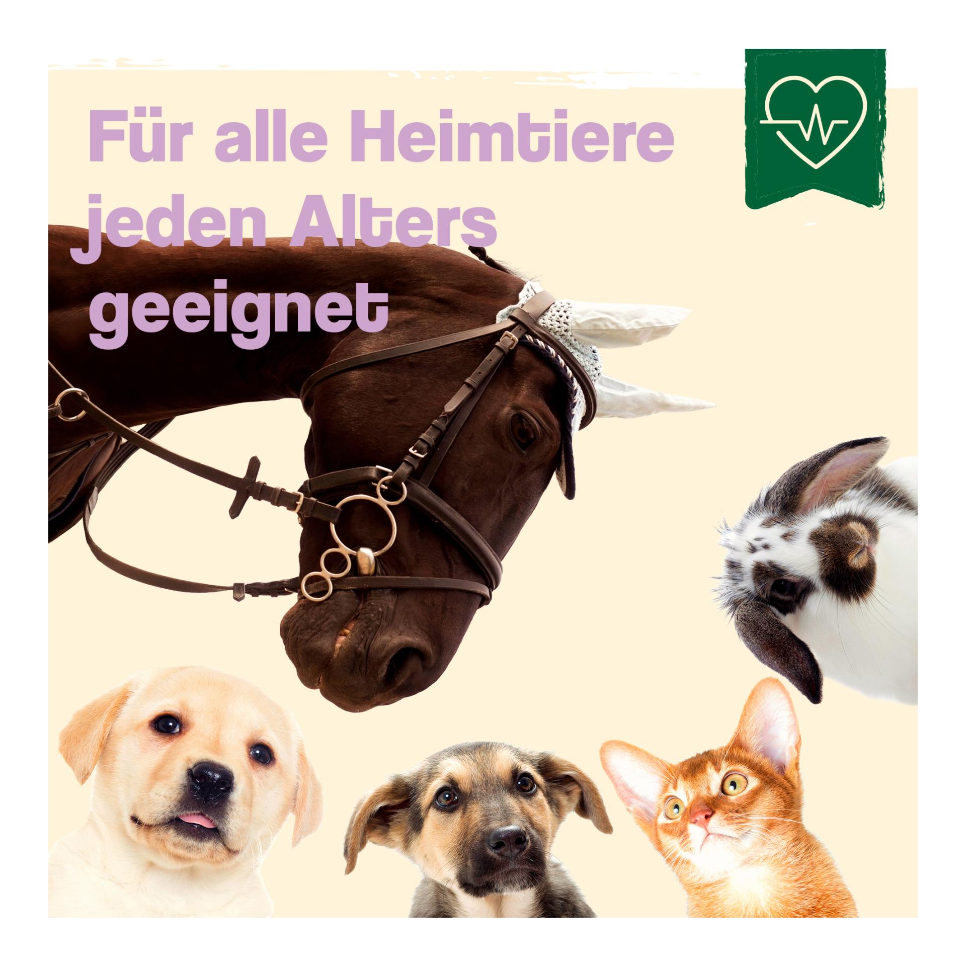 IdaPlus Spray antiseptique pour chiens, chats &amp; chevaux - bouclier protecteur en cas de blessures de la peau