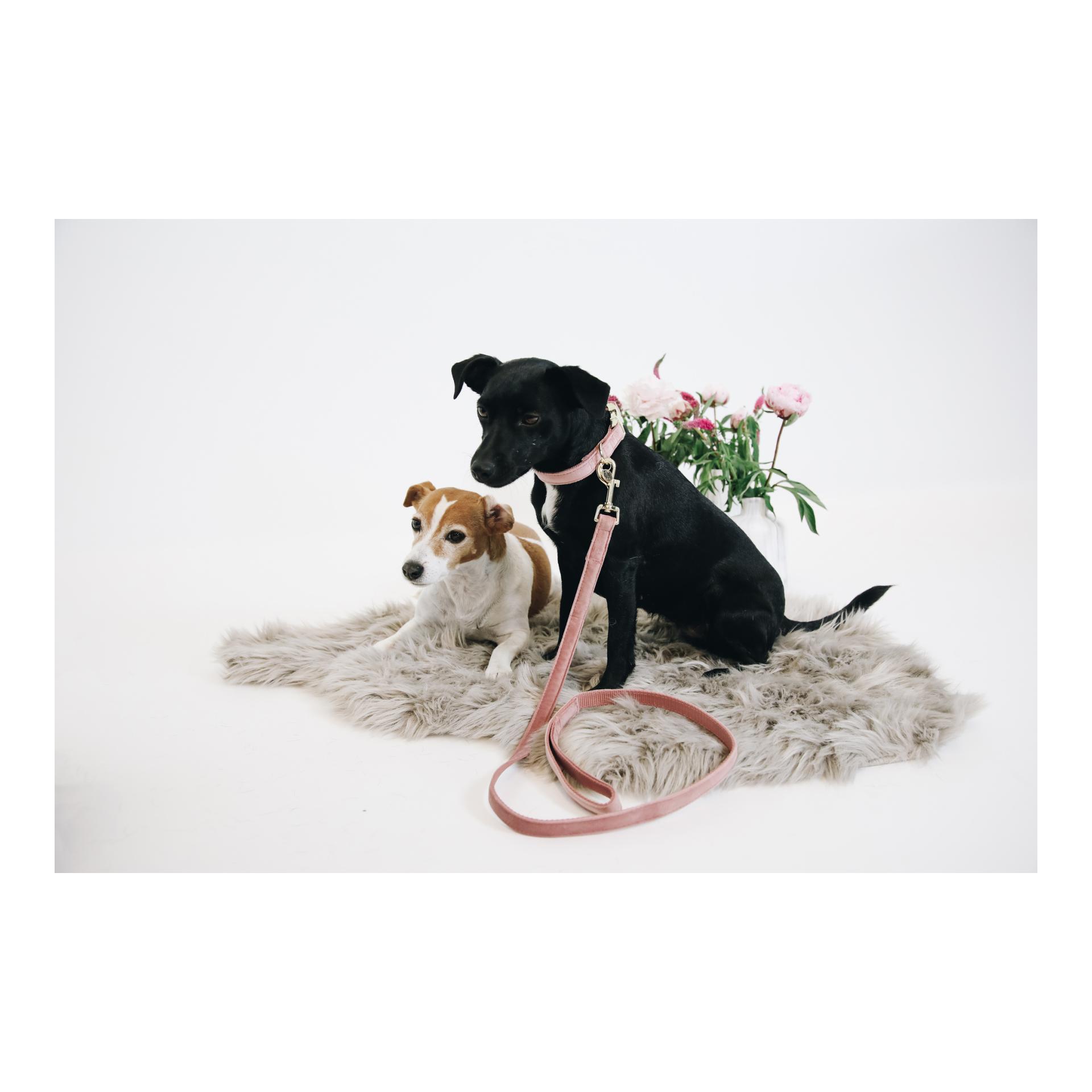 Kentucky Dogwear Laisse pour chien Velvet