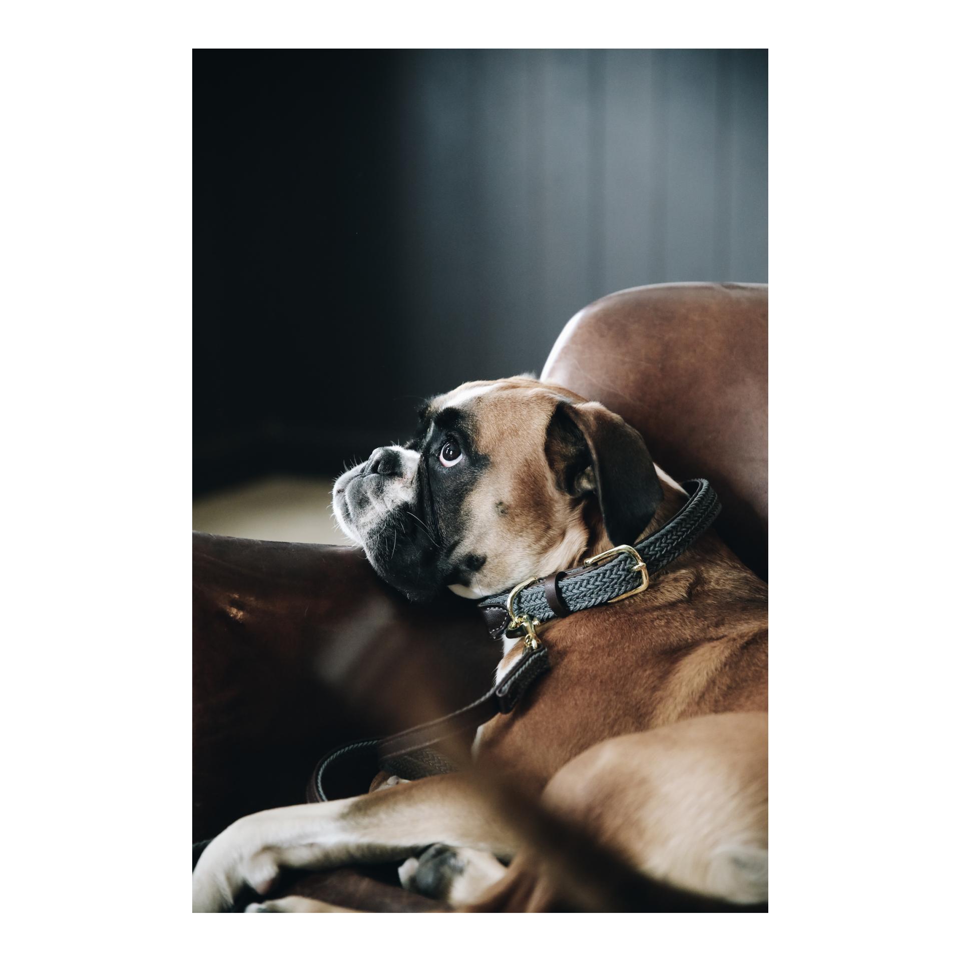 Kentucky Dogwear Hundehalsband Nylon geflochten - grau