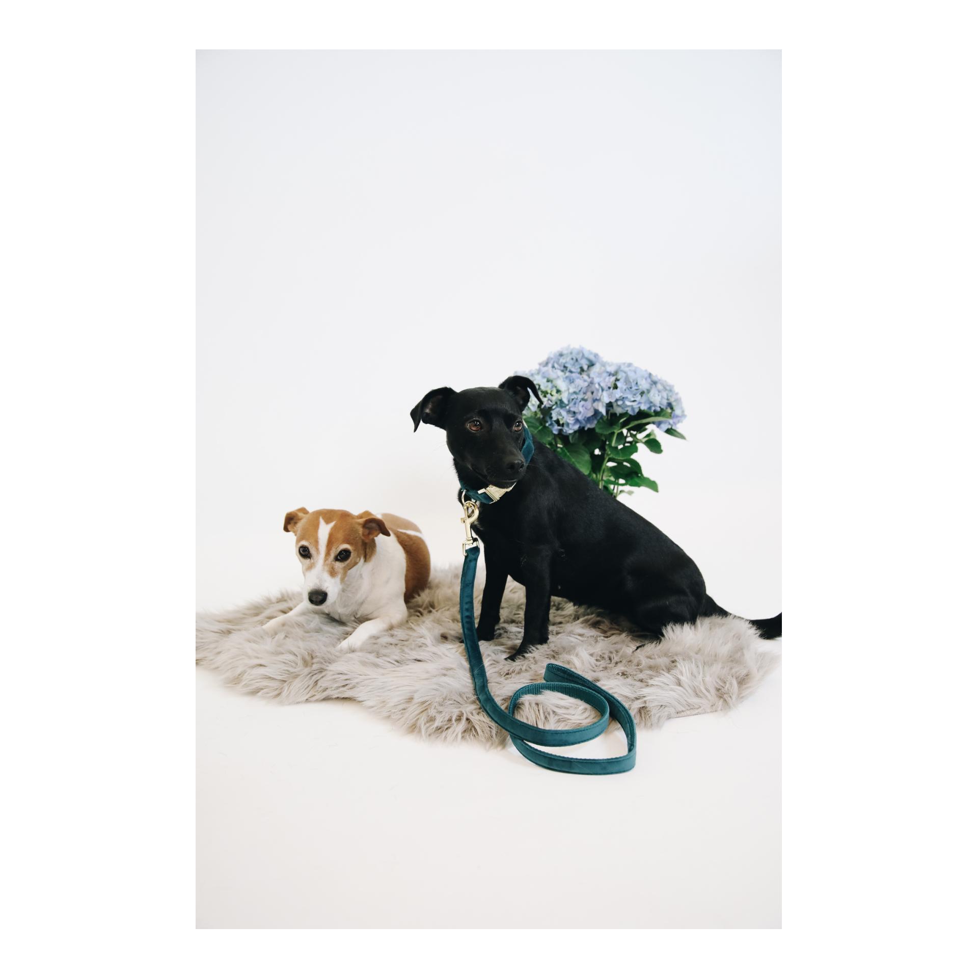 Kentucky Dogwear Hundeleine Velvet - emerald