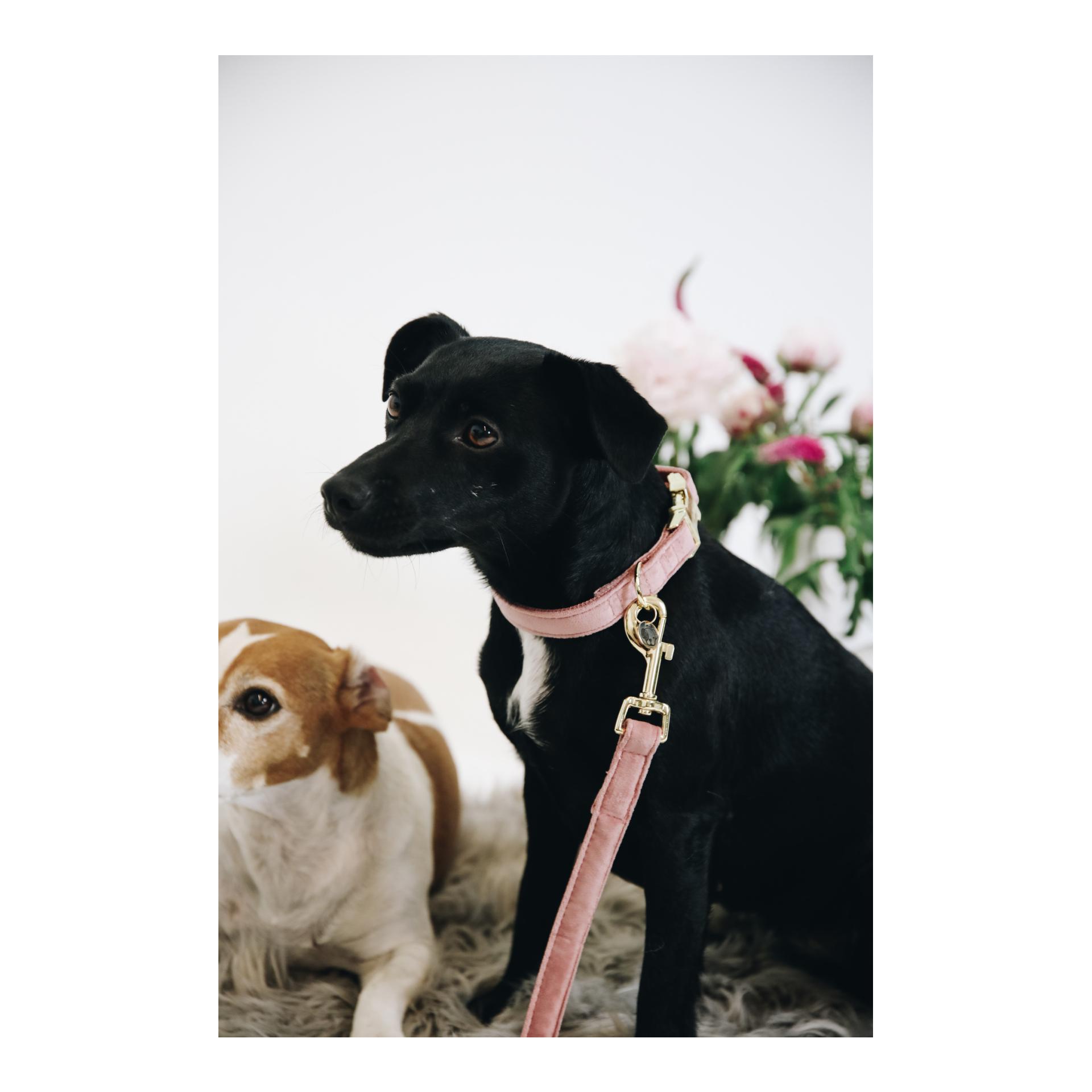 Kentucky Dogwear Laisse pour chien Velvet - old rose