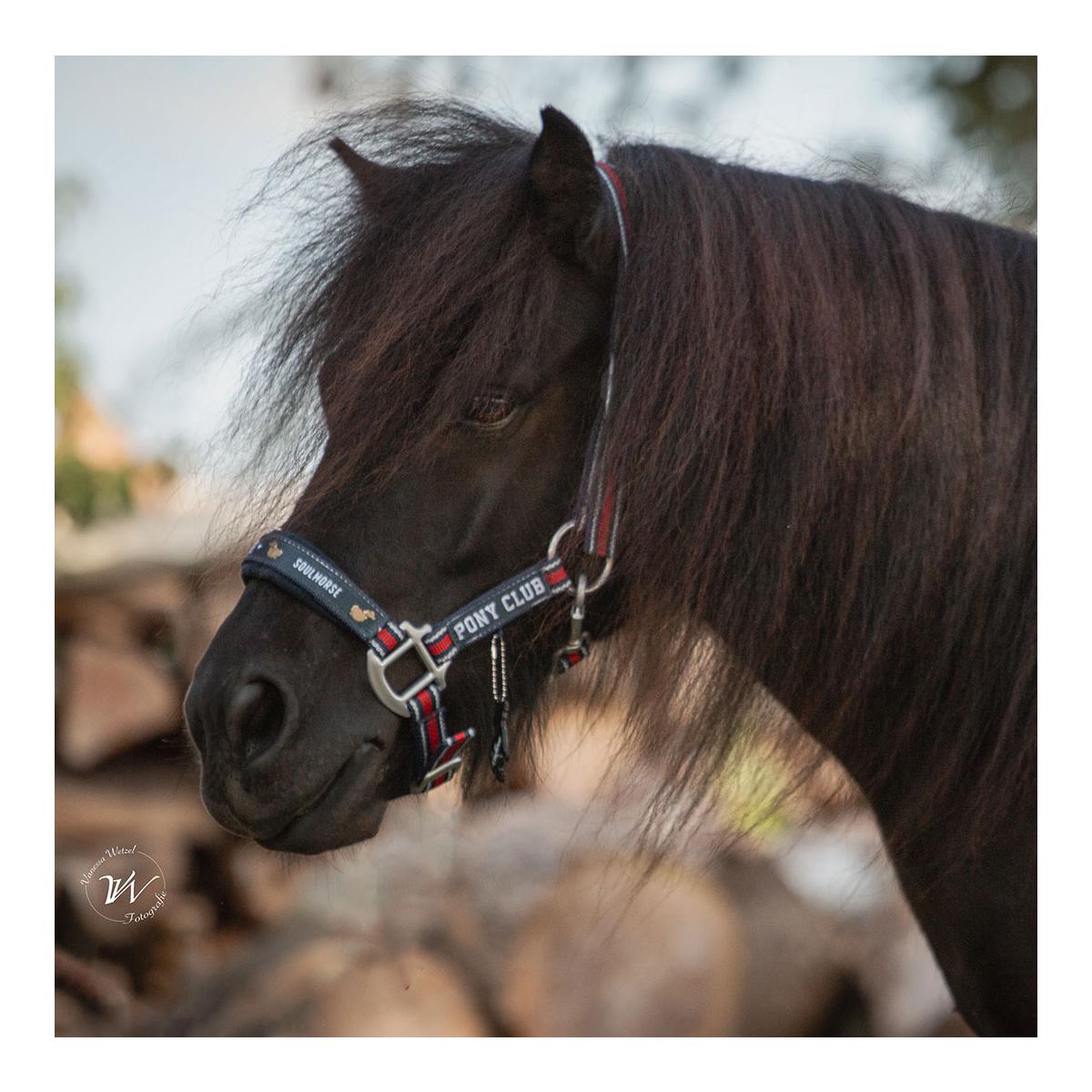 Soulhorse Halfter Dual Alu "Pony Club"