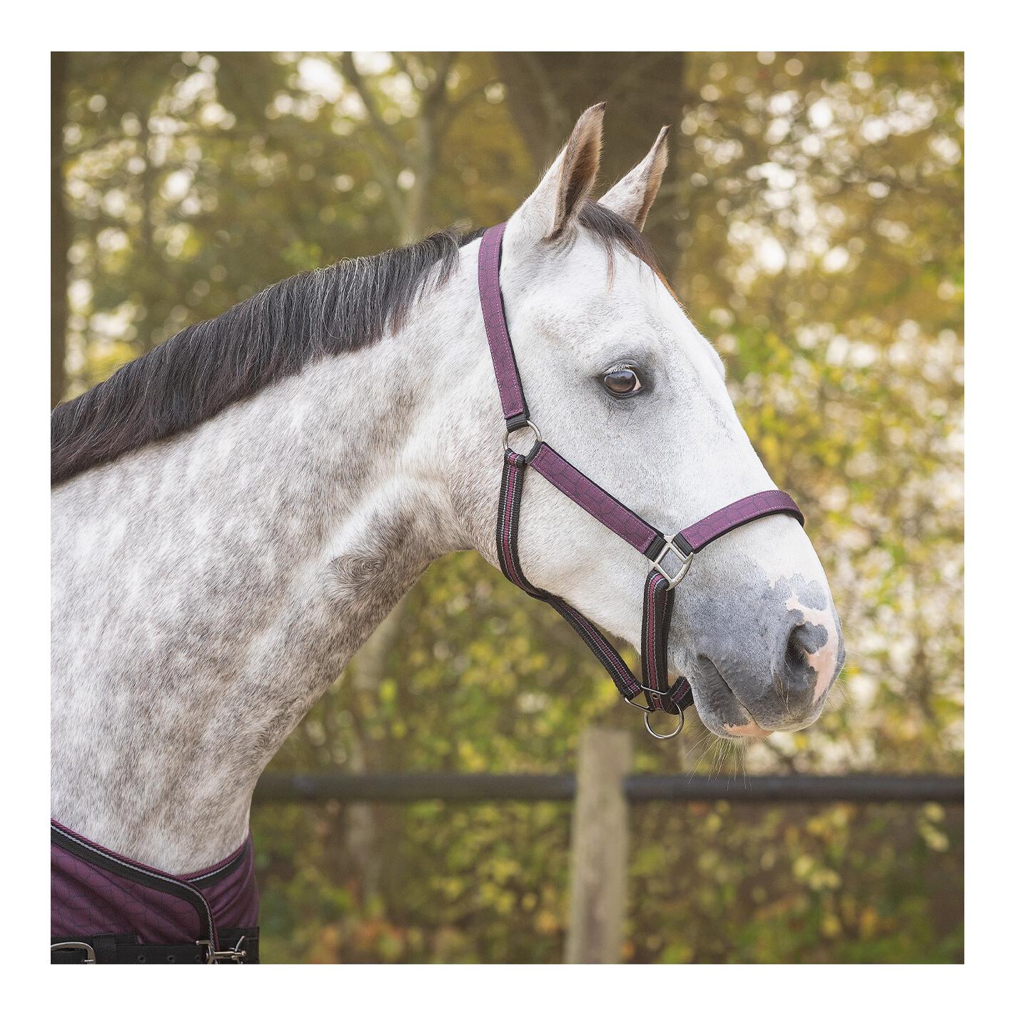 QHP Halfter-Set Turnout Collection