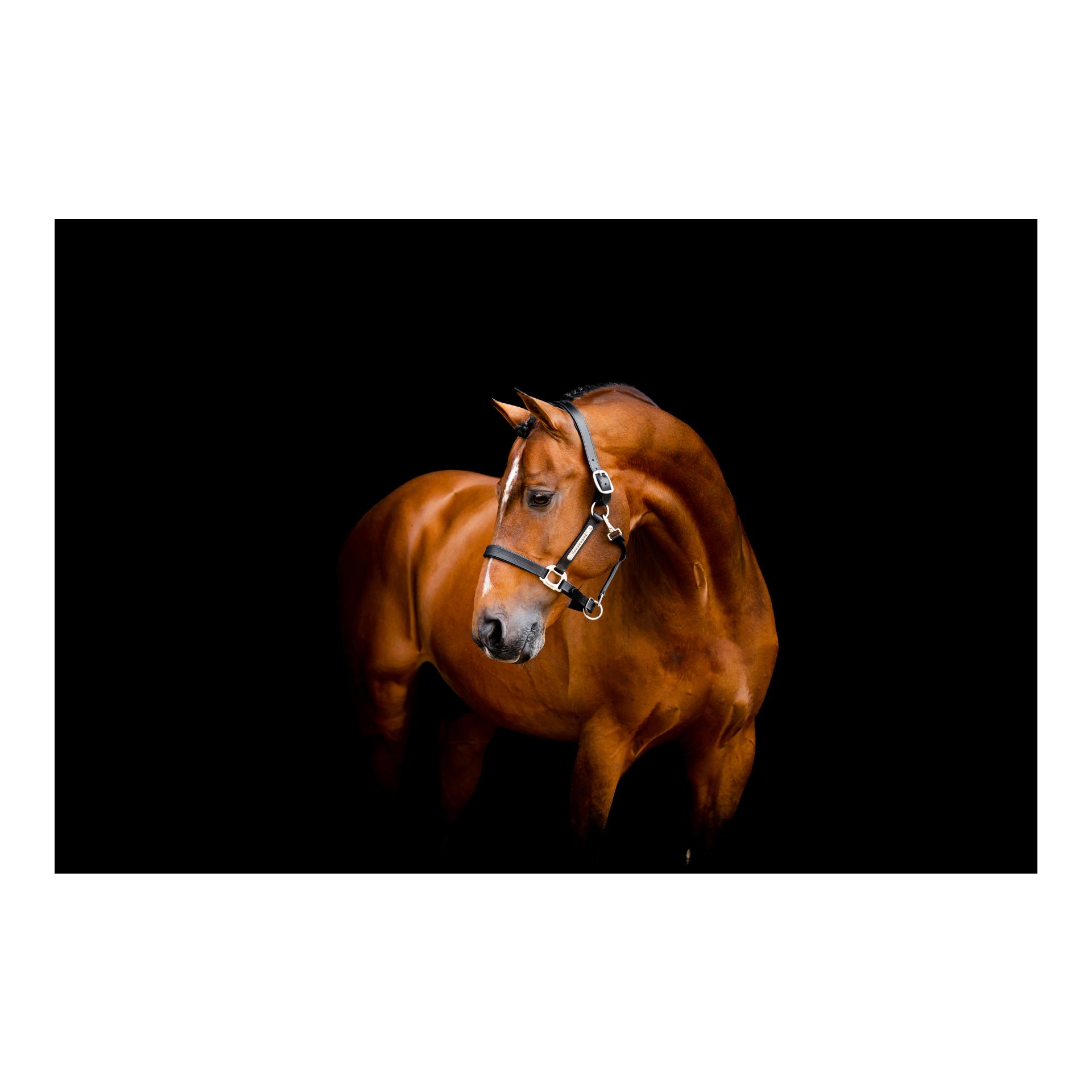 Horseware Lederhalfter Signature