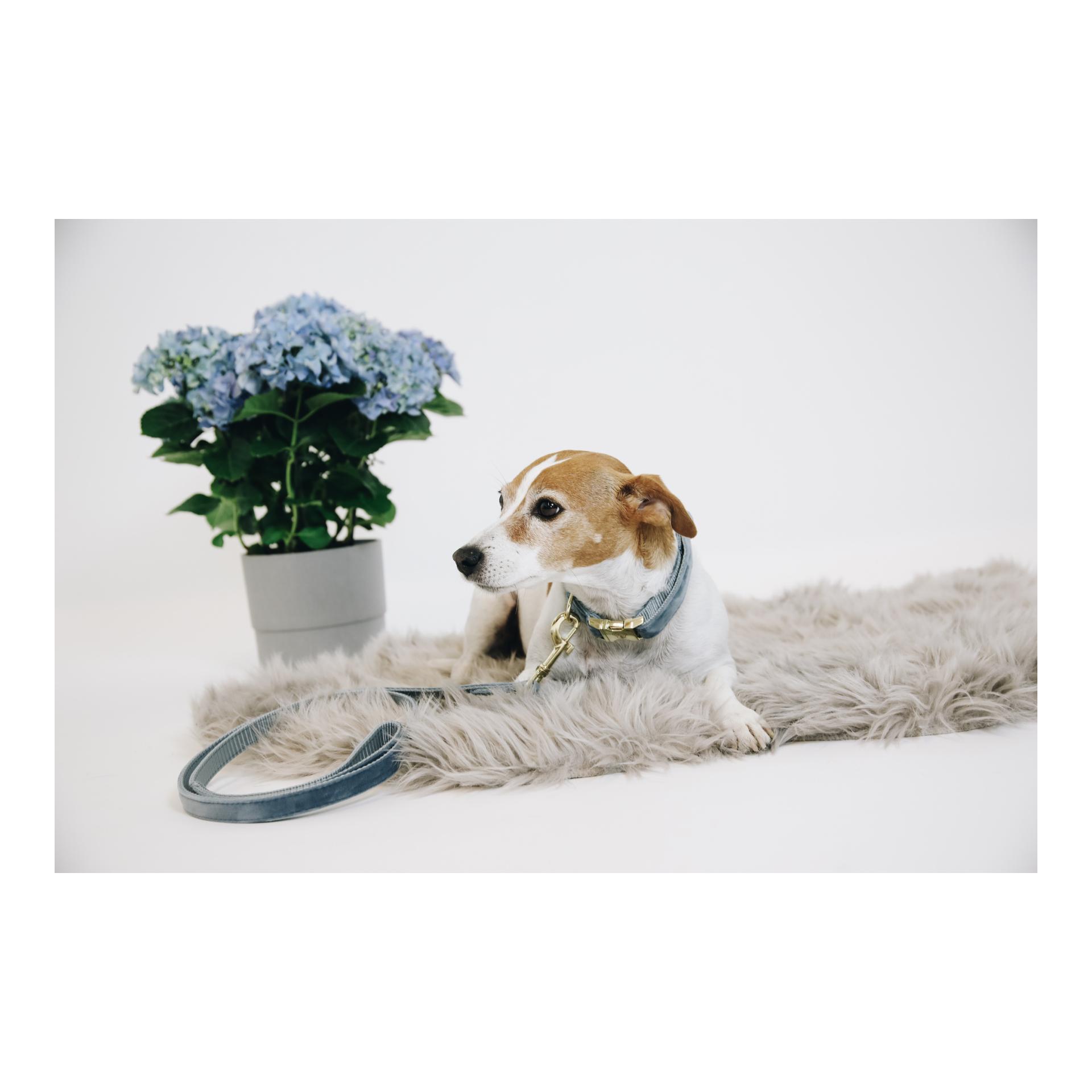 Kentucky Dogwear Collier pour chien Velvet - bleu clair