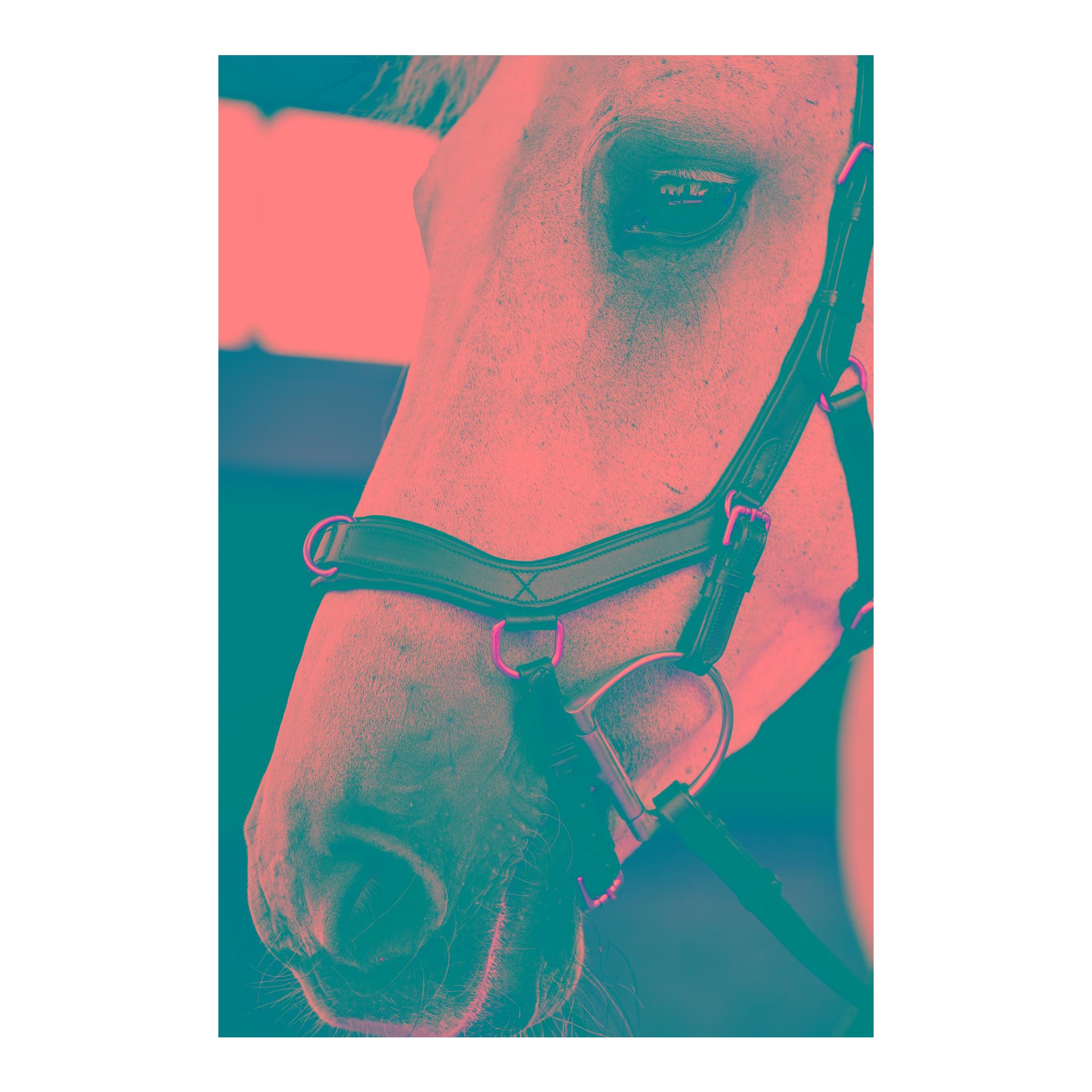 Horseware Bridon Micklem Multi