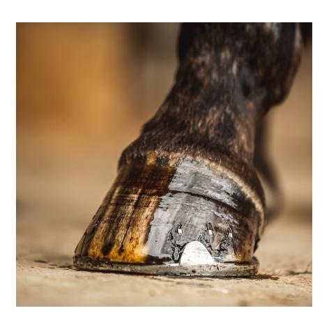 Carr & Day & Martin Cornucrescine Tea Tree Hoof Oil