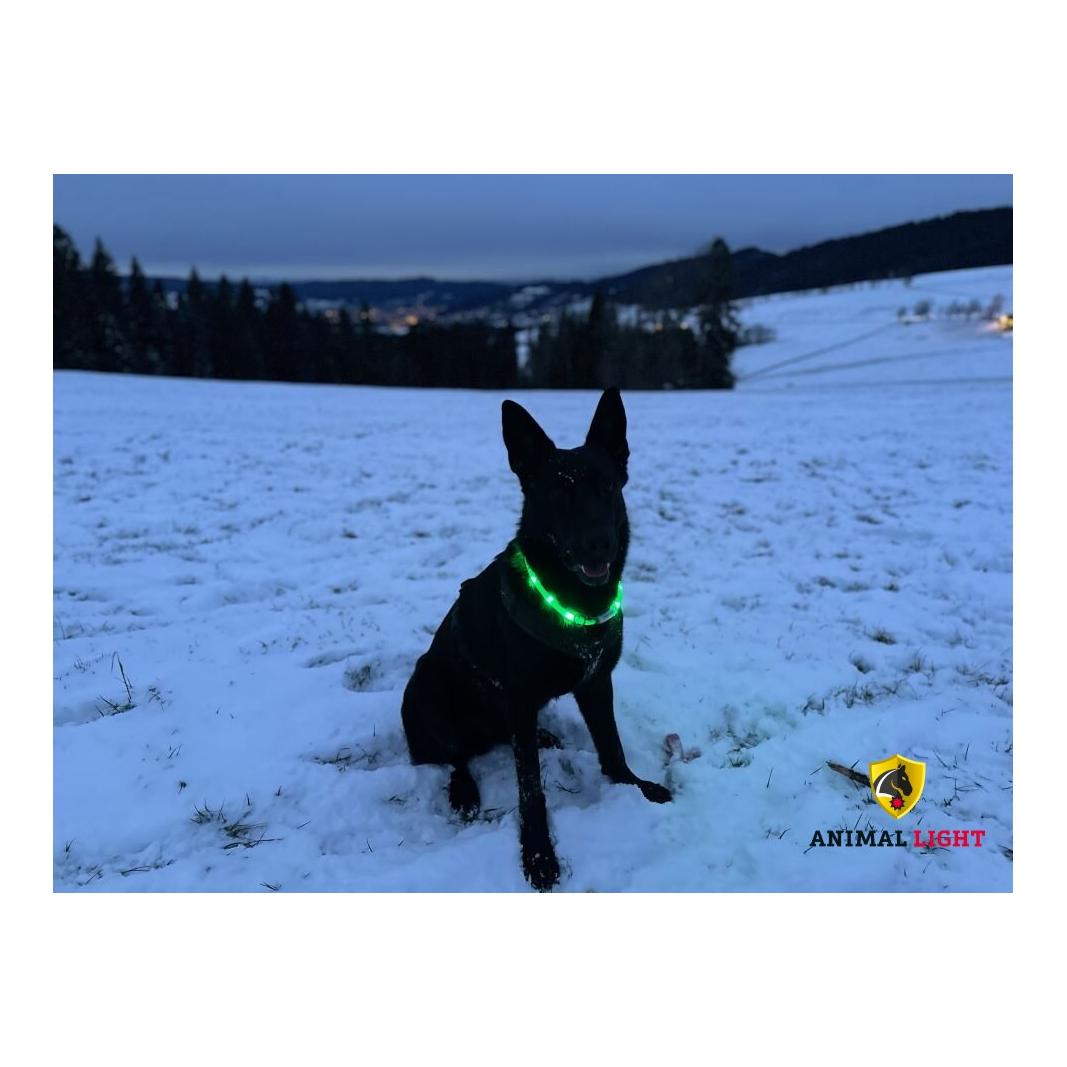 Animal Light Leucht-Hundehalsband Flex