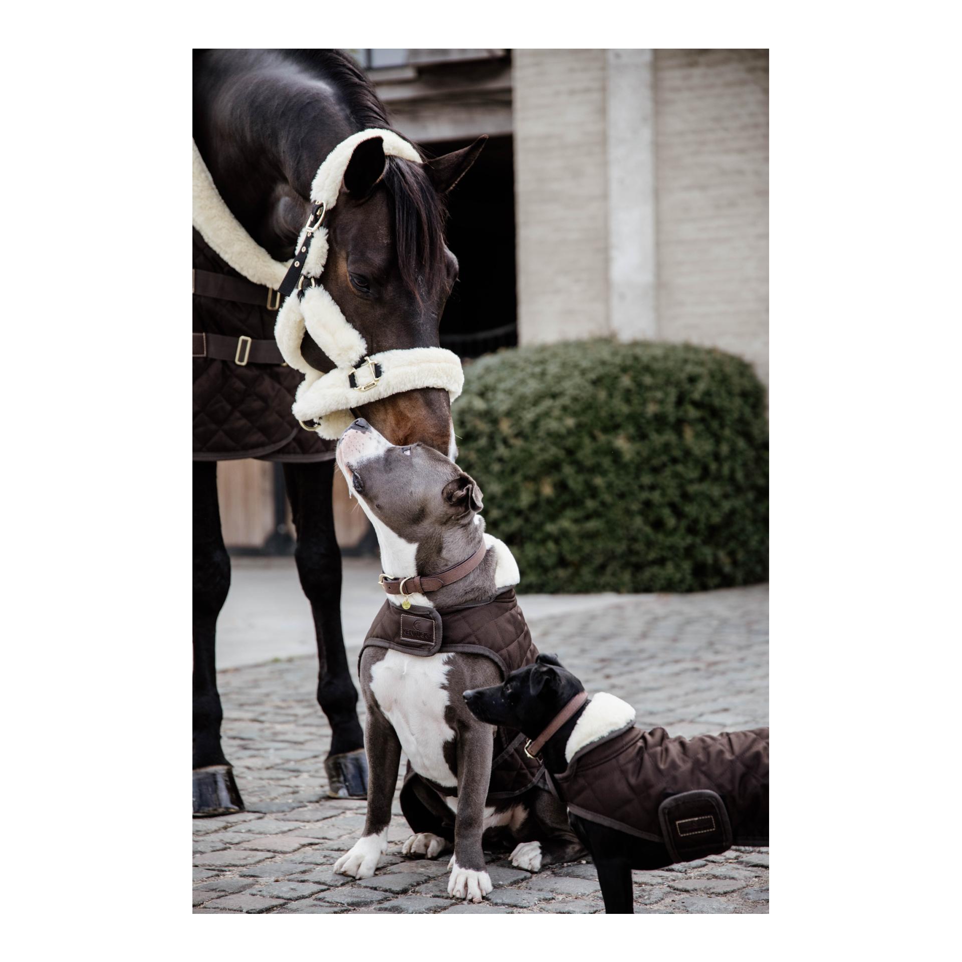 Kentucky Dogwear Manteau pour chien Original - brown