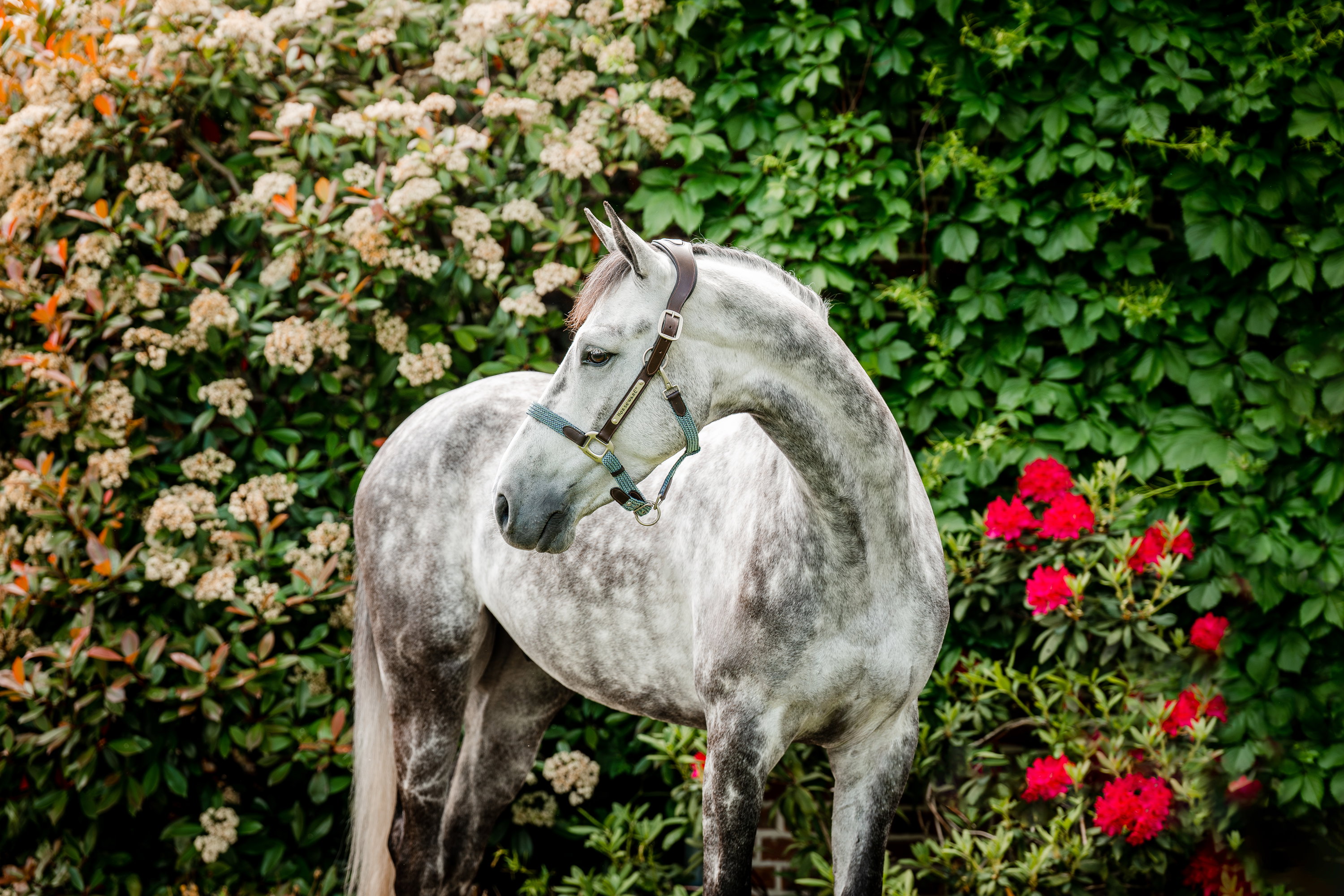 Horseware Halfter Signature Braided