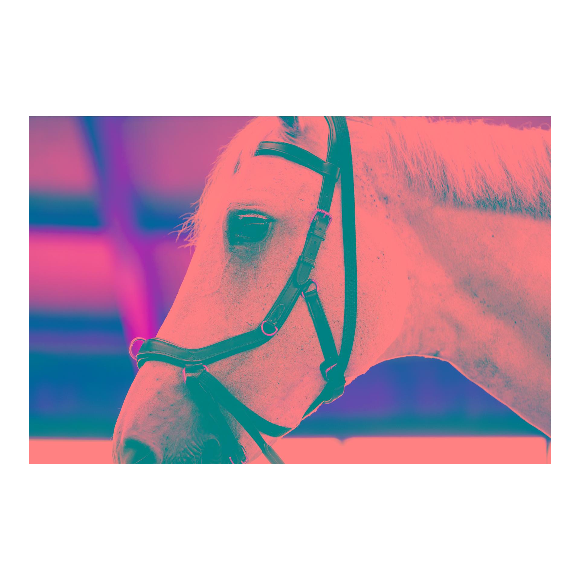 Horseware Bridon Micklem Multi