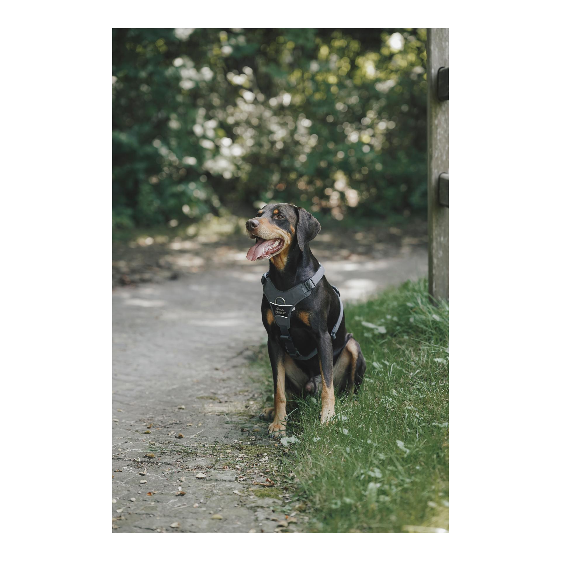 Eskadron Harnais pour chien MOTION REFLECT
