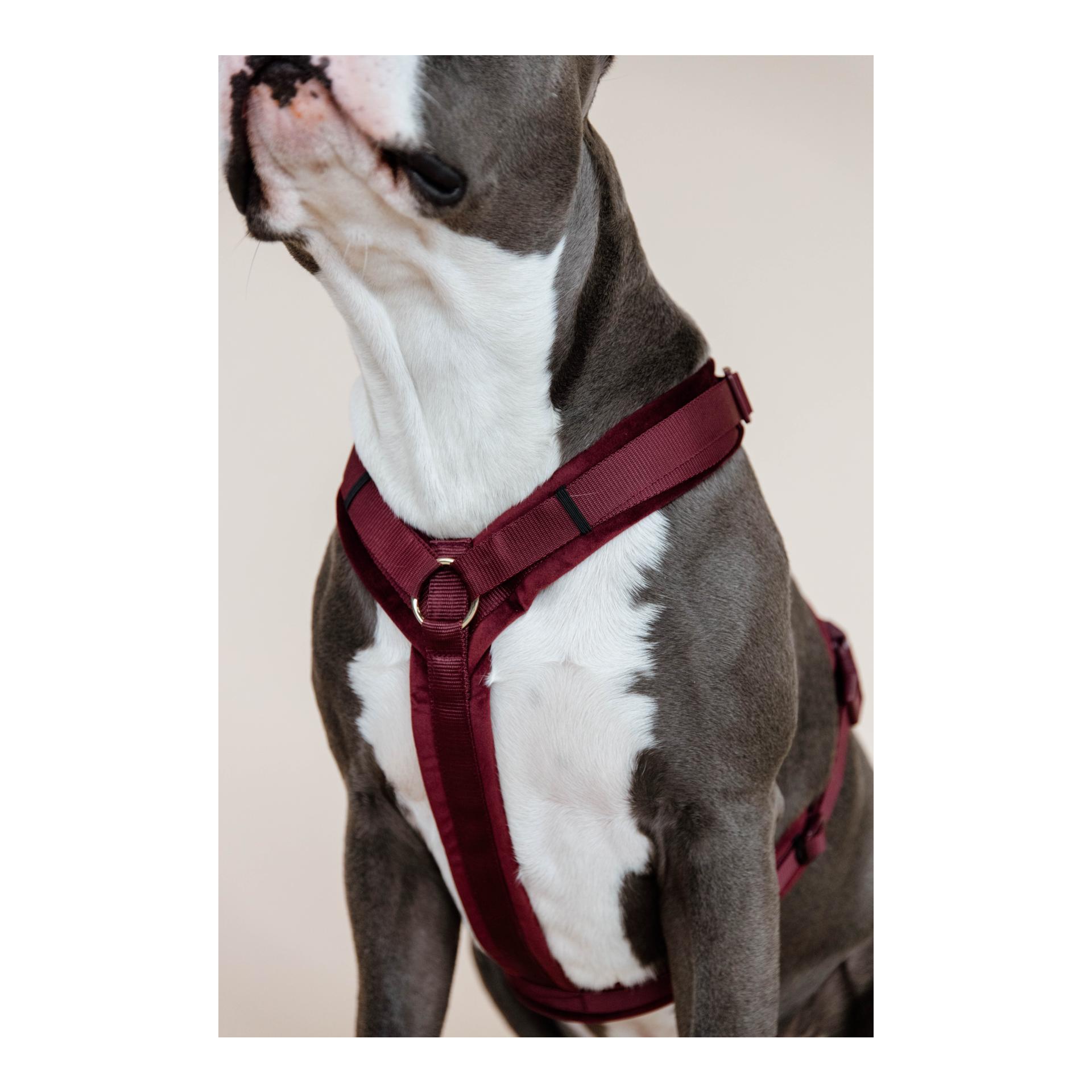 Kentucky Dogwear Harnais pour chien actif velours