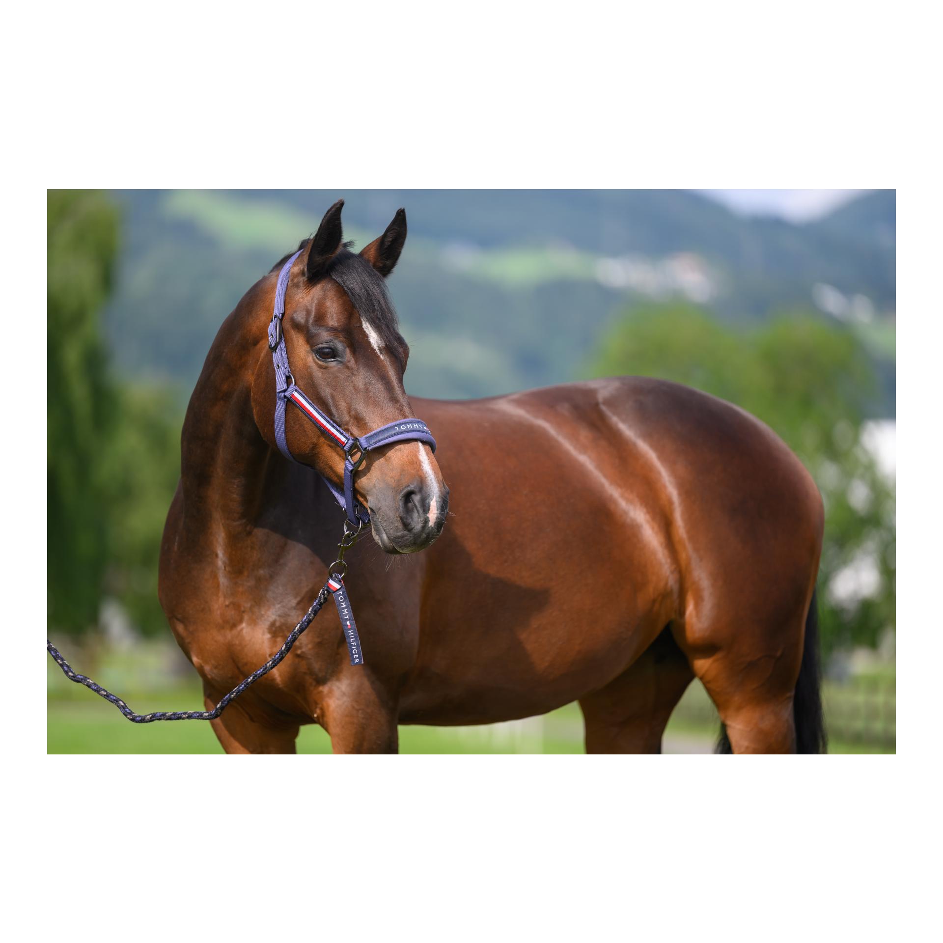 Tommy Hilfiger Equestrian Yale Set Halfter Führstrick