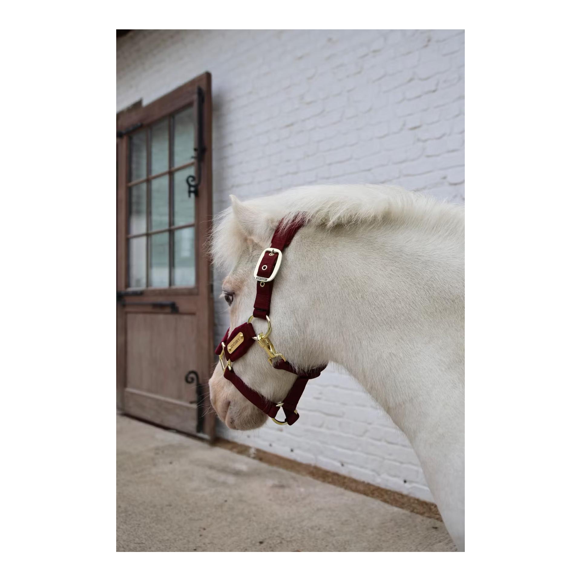 Kentucky Halfter Velvet