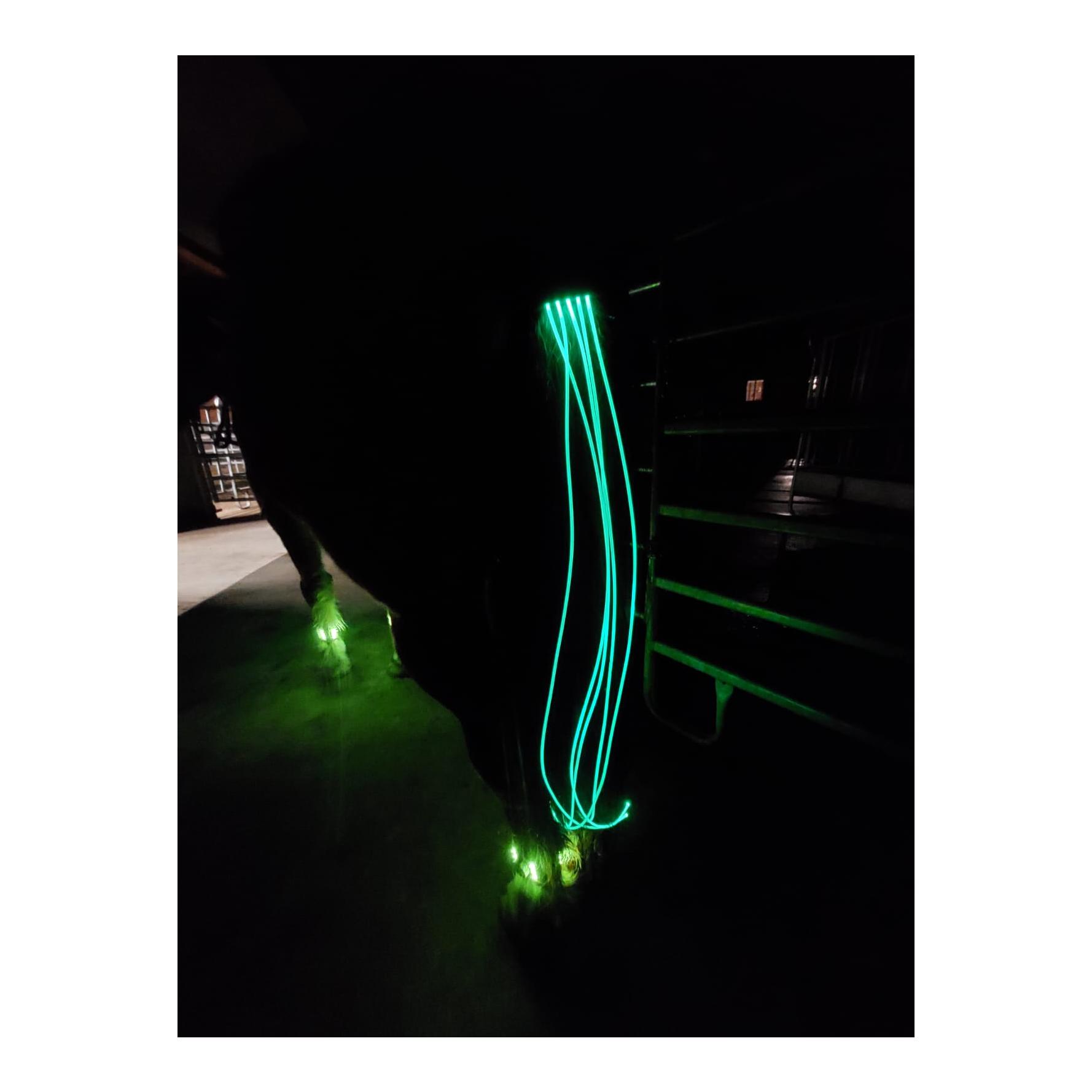 Animal Light LED Schweifbeleuchtung Long 2.0