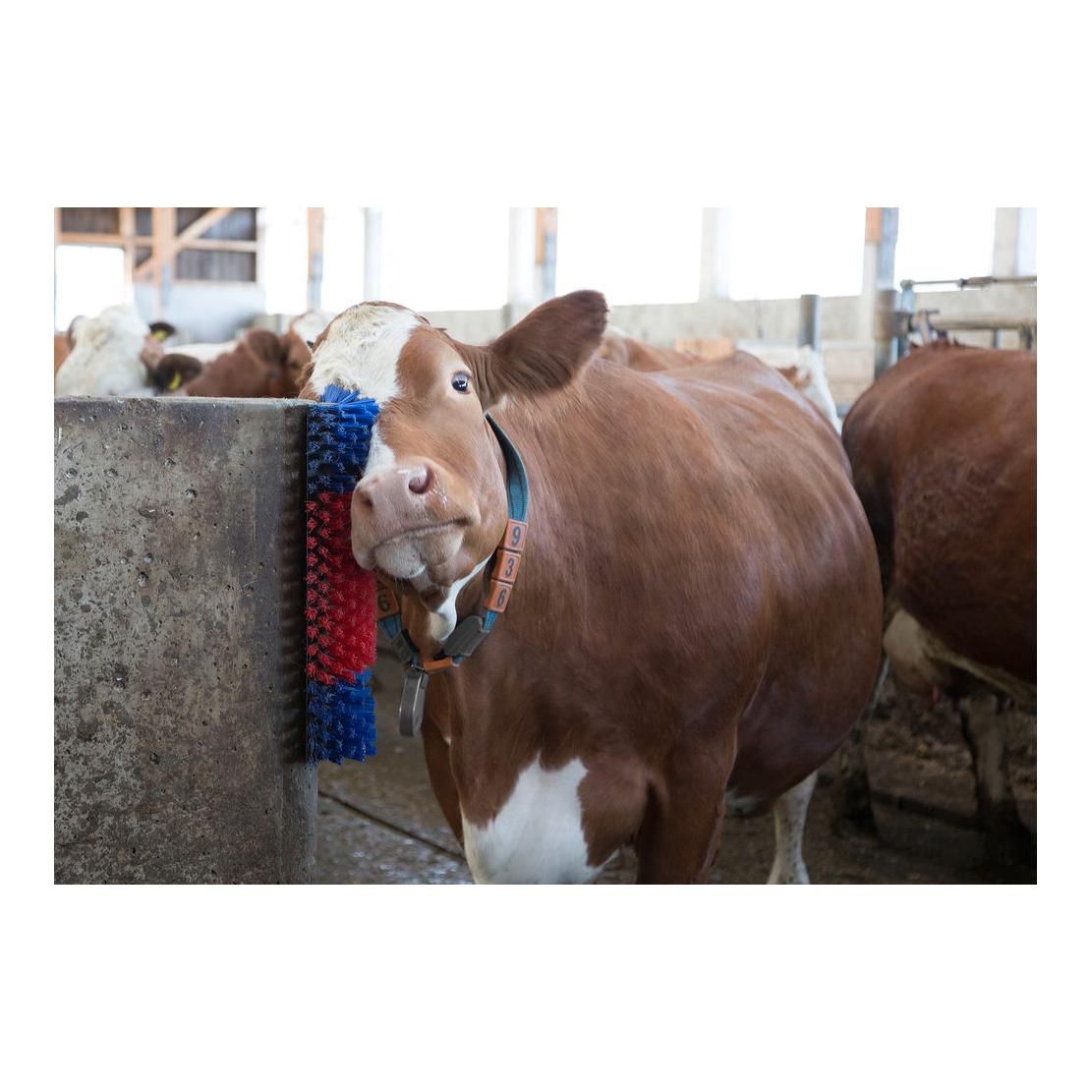 Kerbl brosse à poils durs
