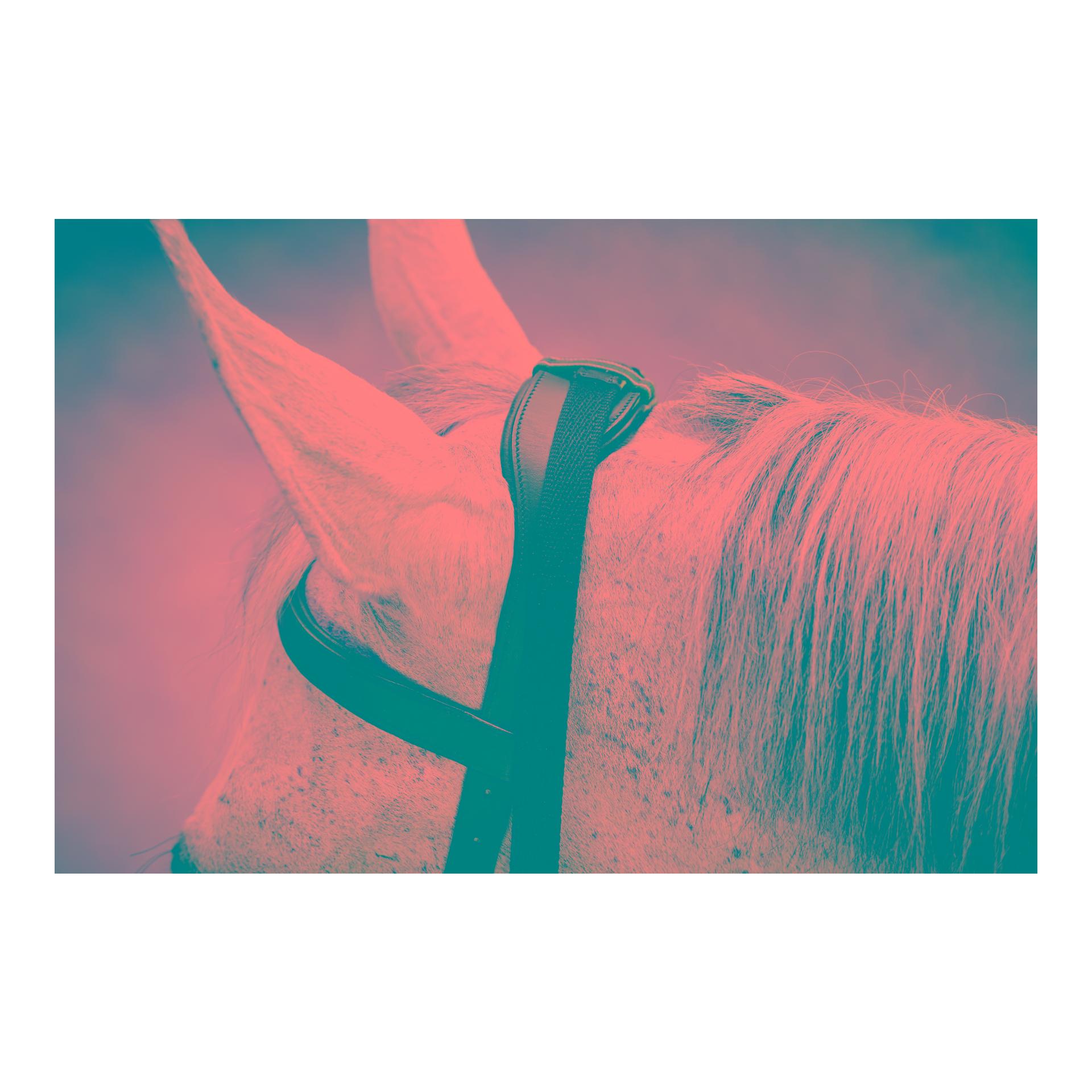 Horseware Bridon Micklem Multi