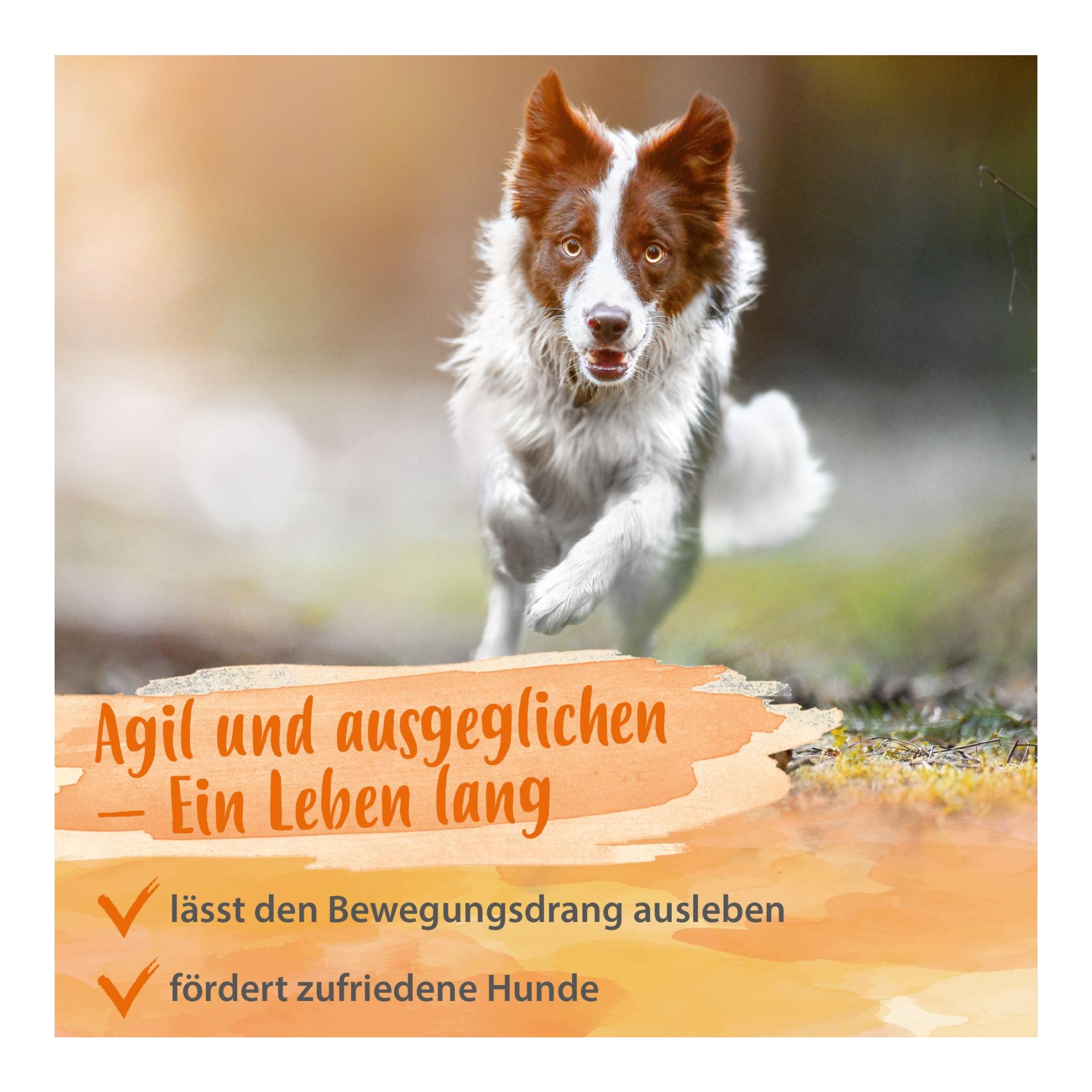 IdaPlus Artisan Forte - Comprimés pour les articulations des chiens