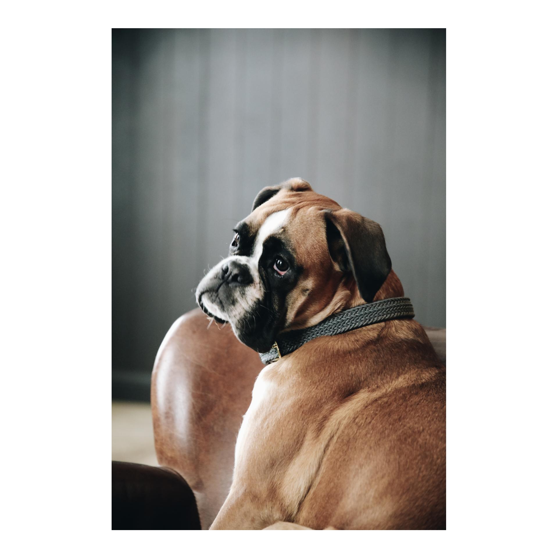 Kentucky Dogwear Hundehalsband Nylon geflochten - grau