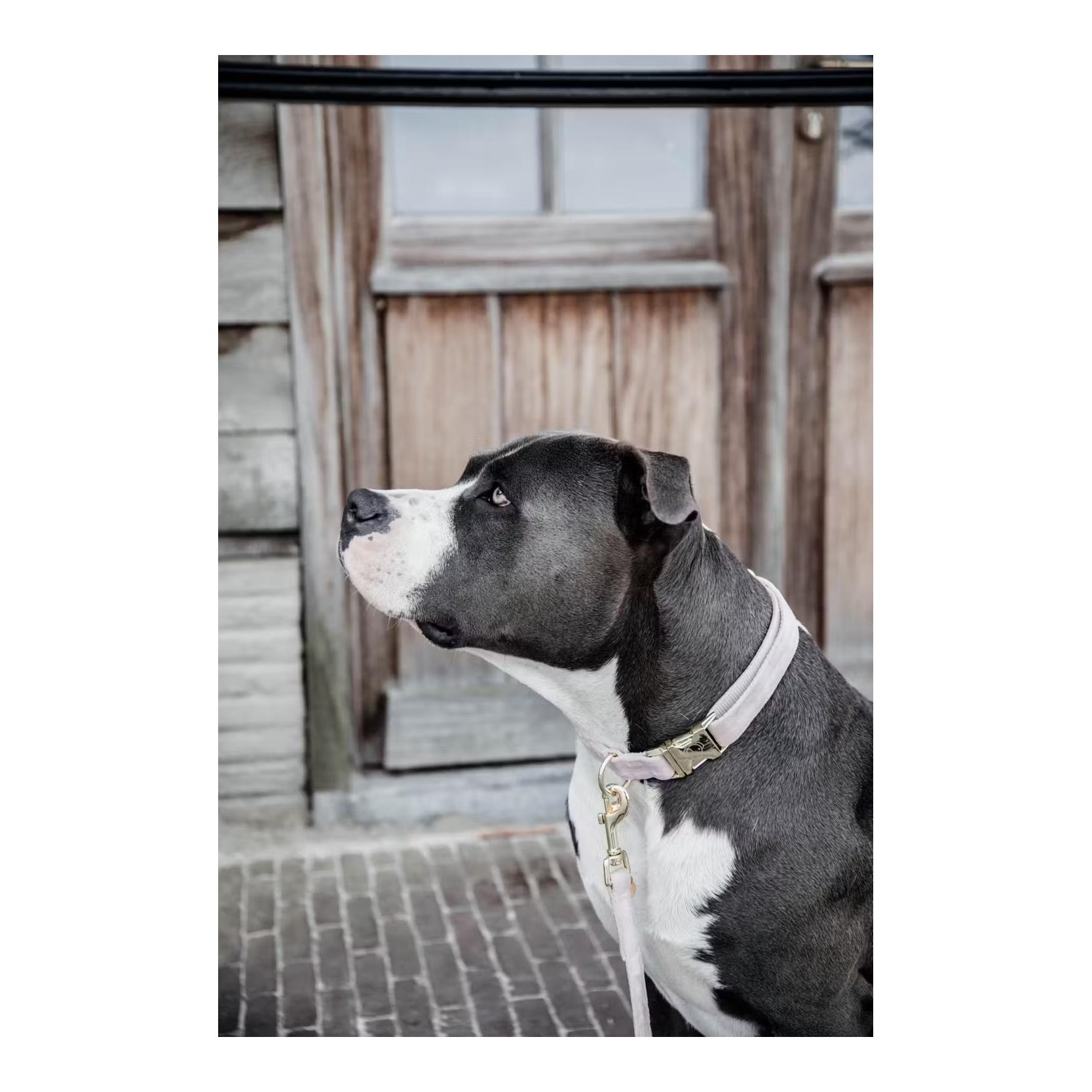 Kentucky Dogwear Collier pour chien velours