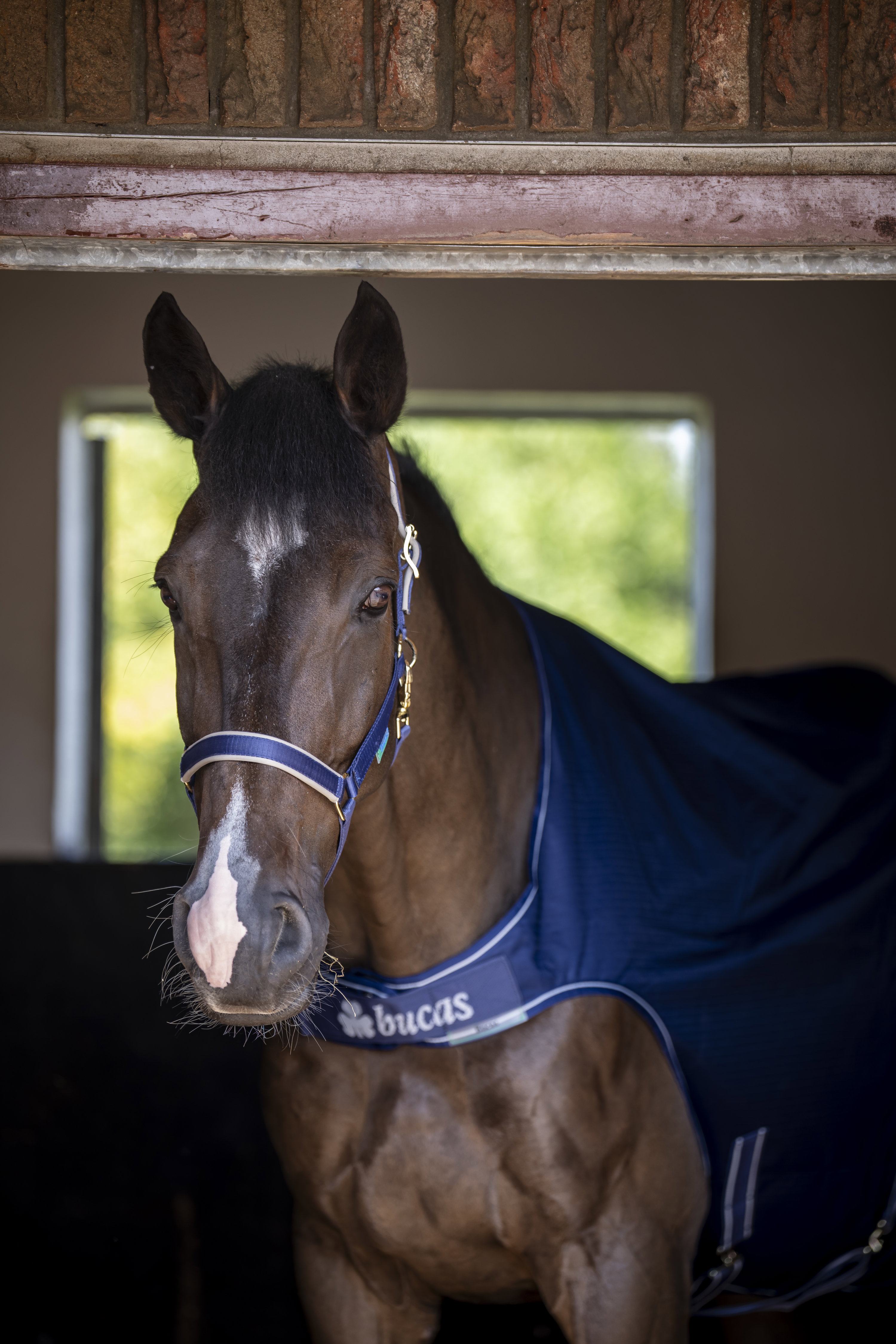 Bucas Walkerdecke - navy