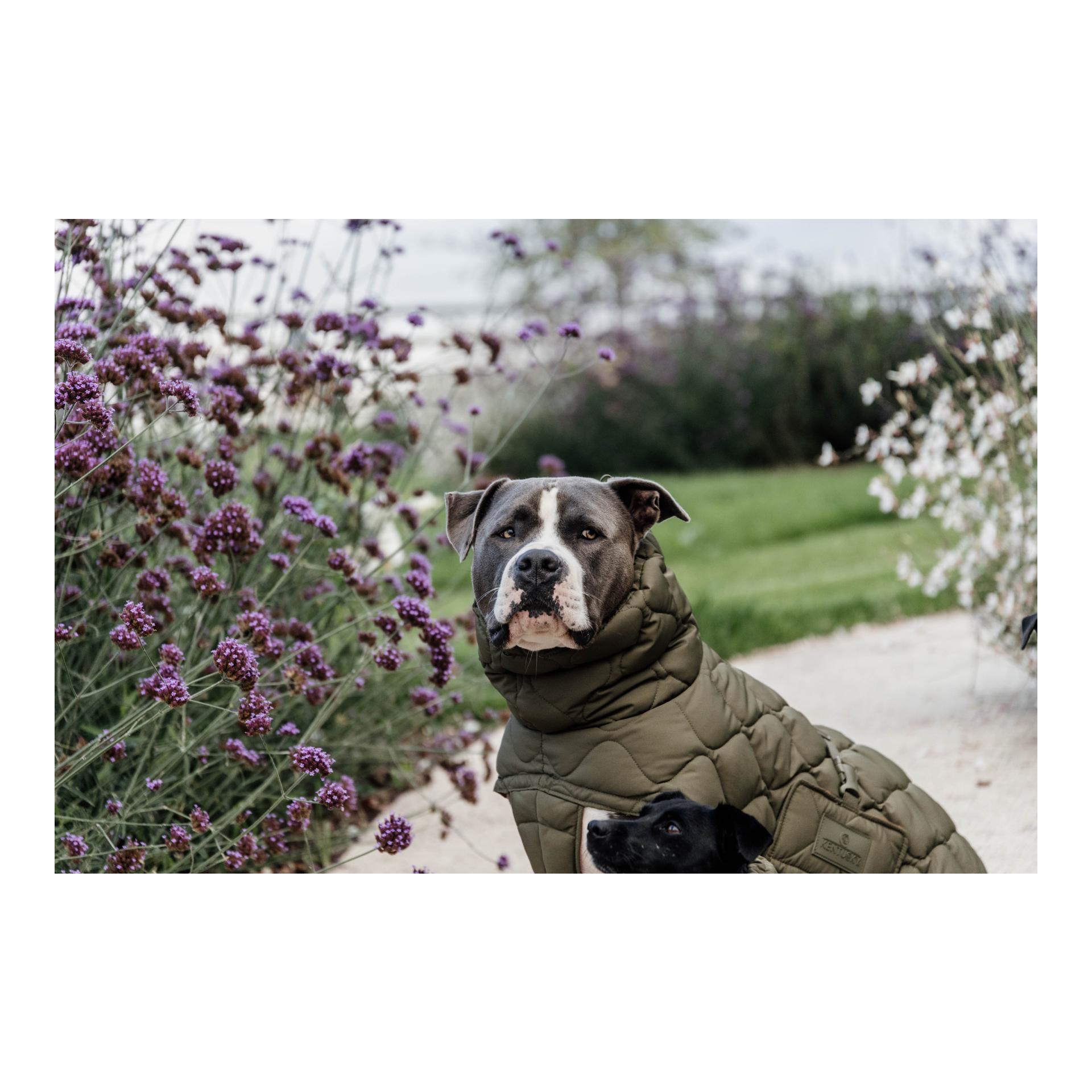 Kentucky Dogwear Manteau pour chien Pina - 160 g