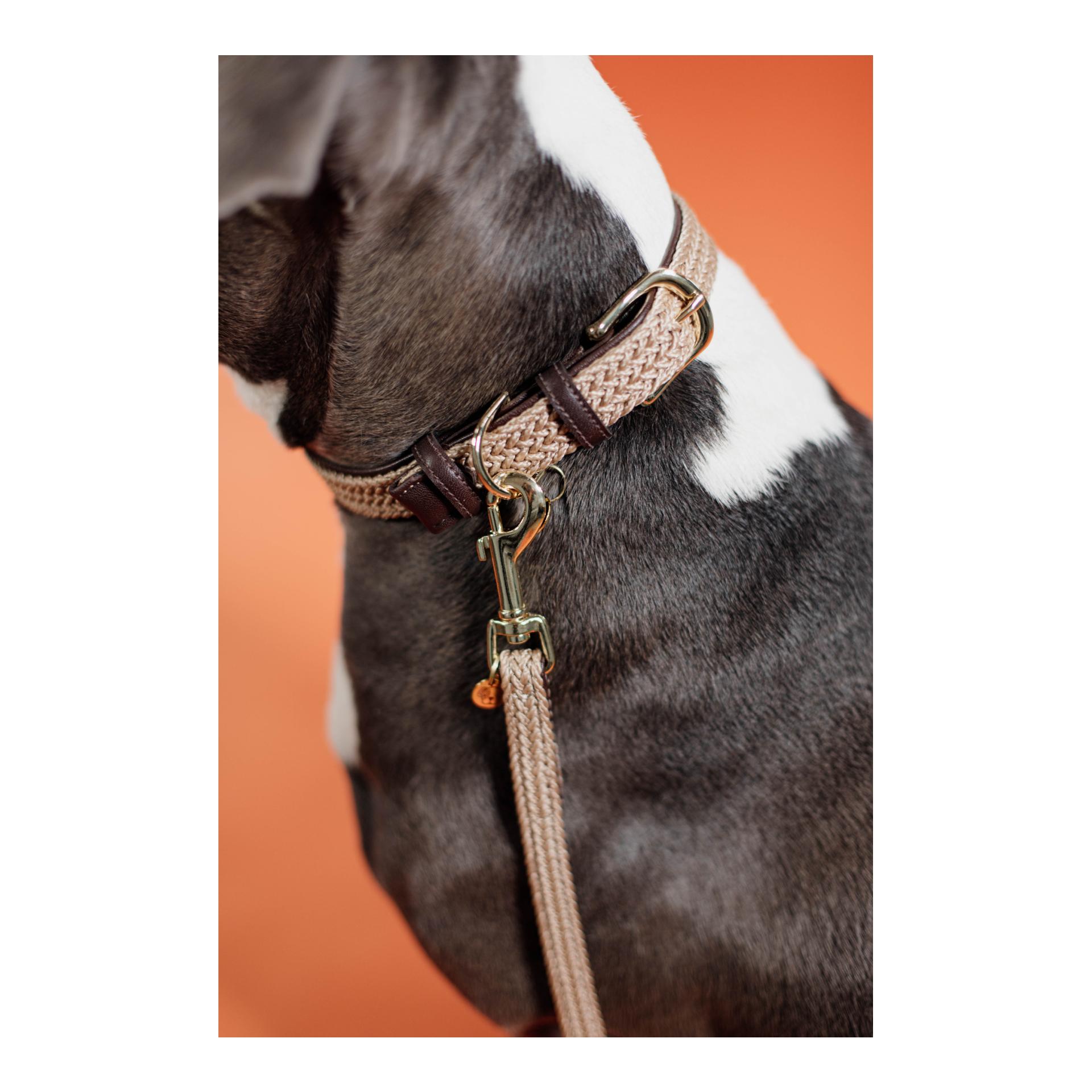 Kentucky Dogwear Collier pour chien en nylon tressé