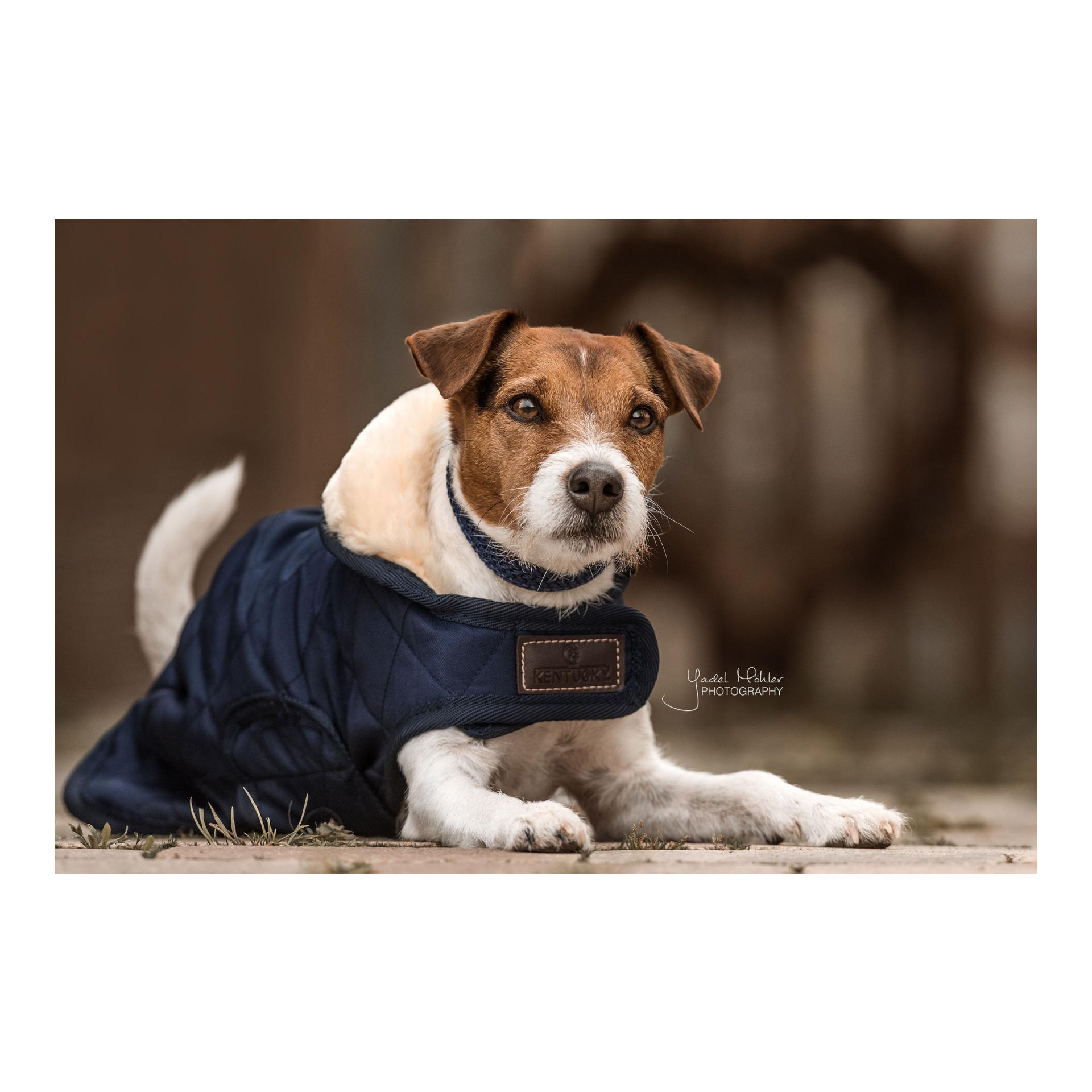 Hundemantel Original - marine