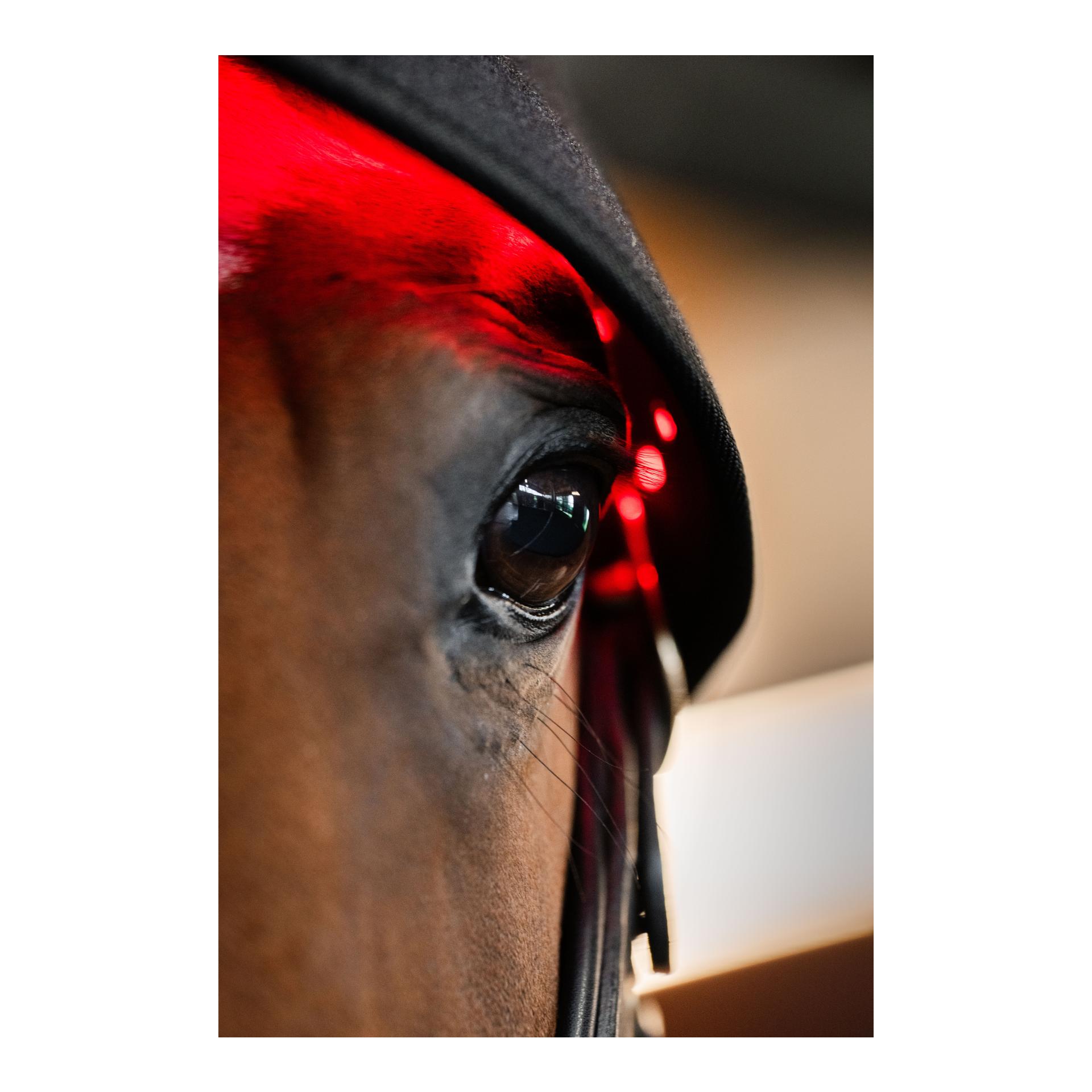 Horseware Horseware LED Red Light Therapy
Poll Cap