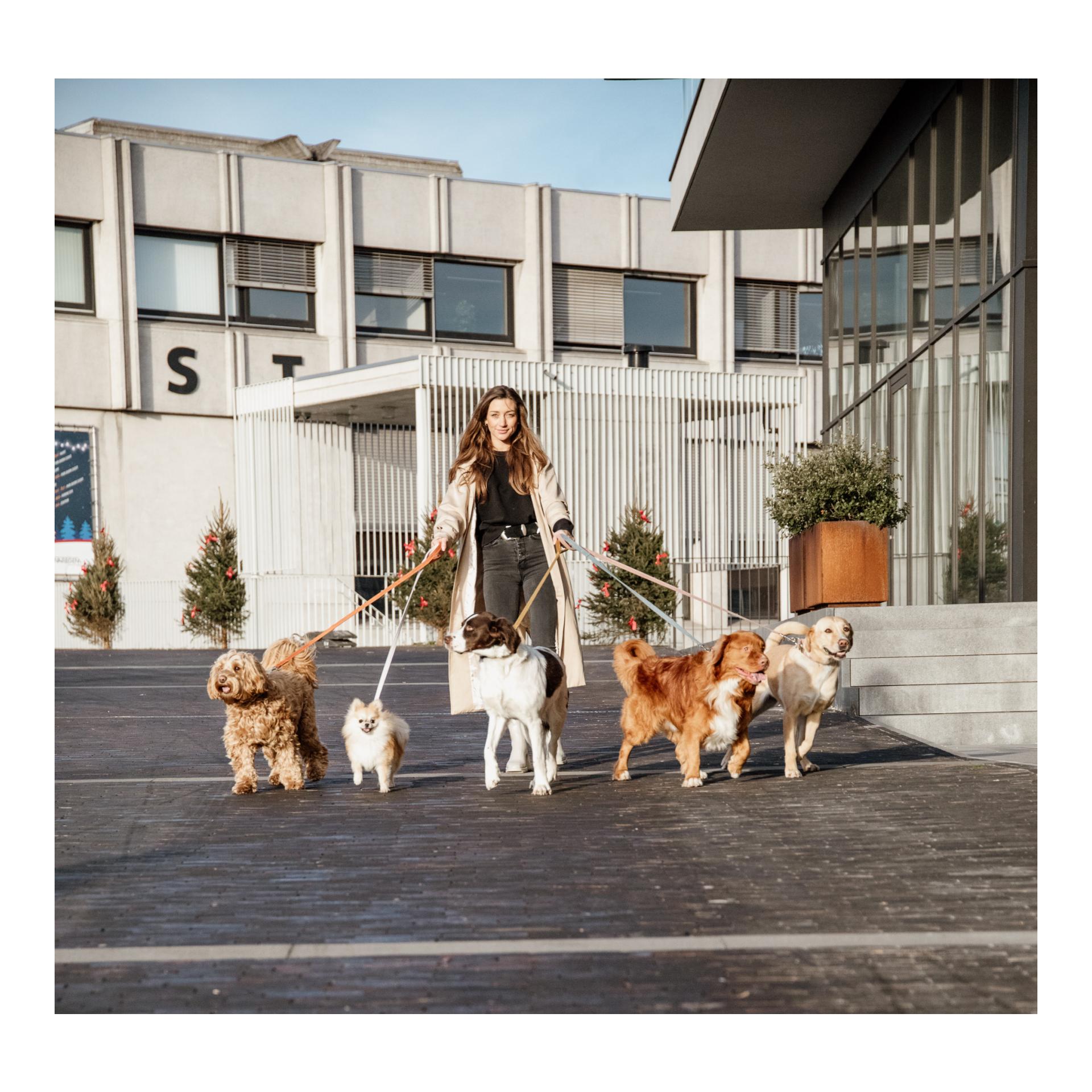 Kentucky Dogwear Laisse pour chien Velvet