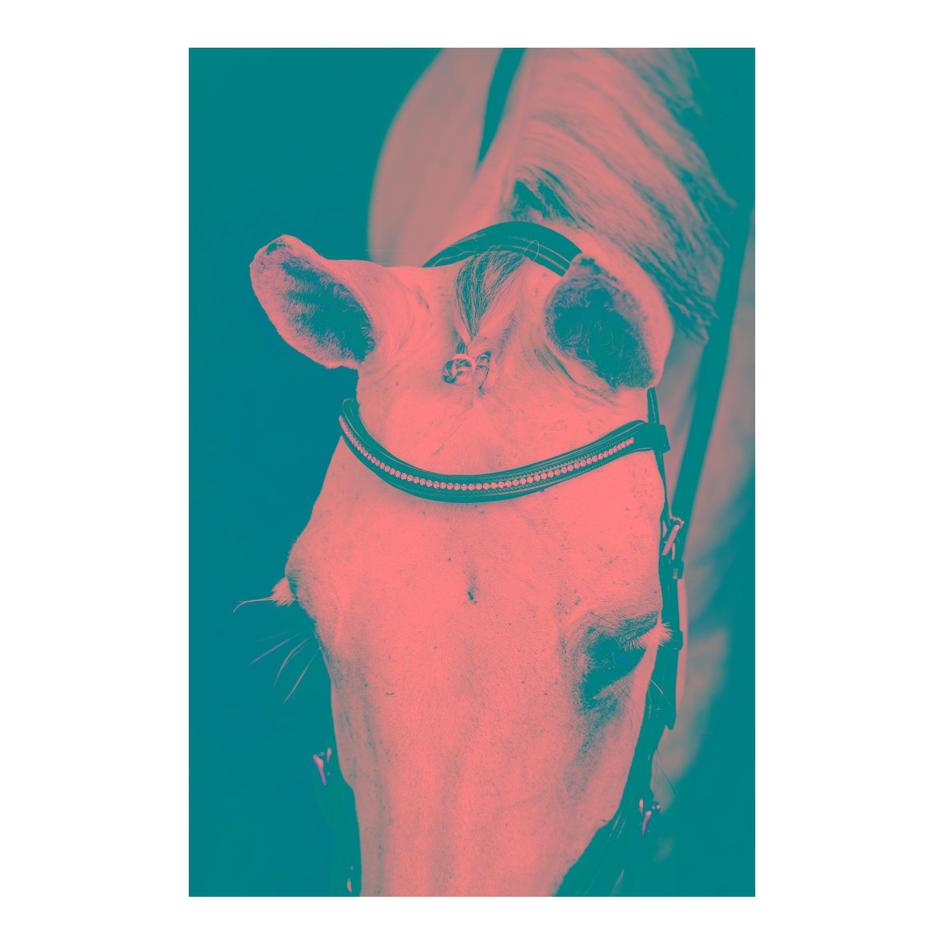 Horseware Zaum Micklem Diamante