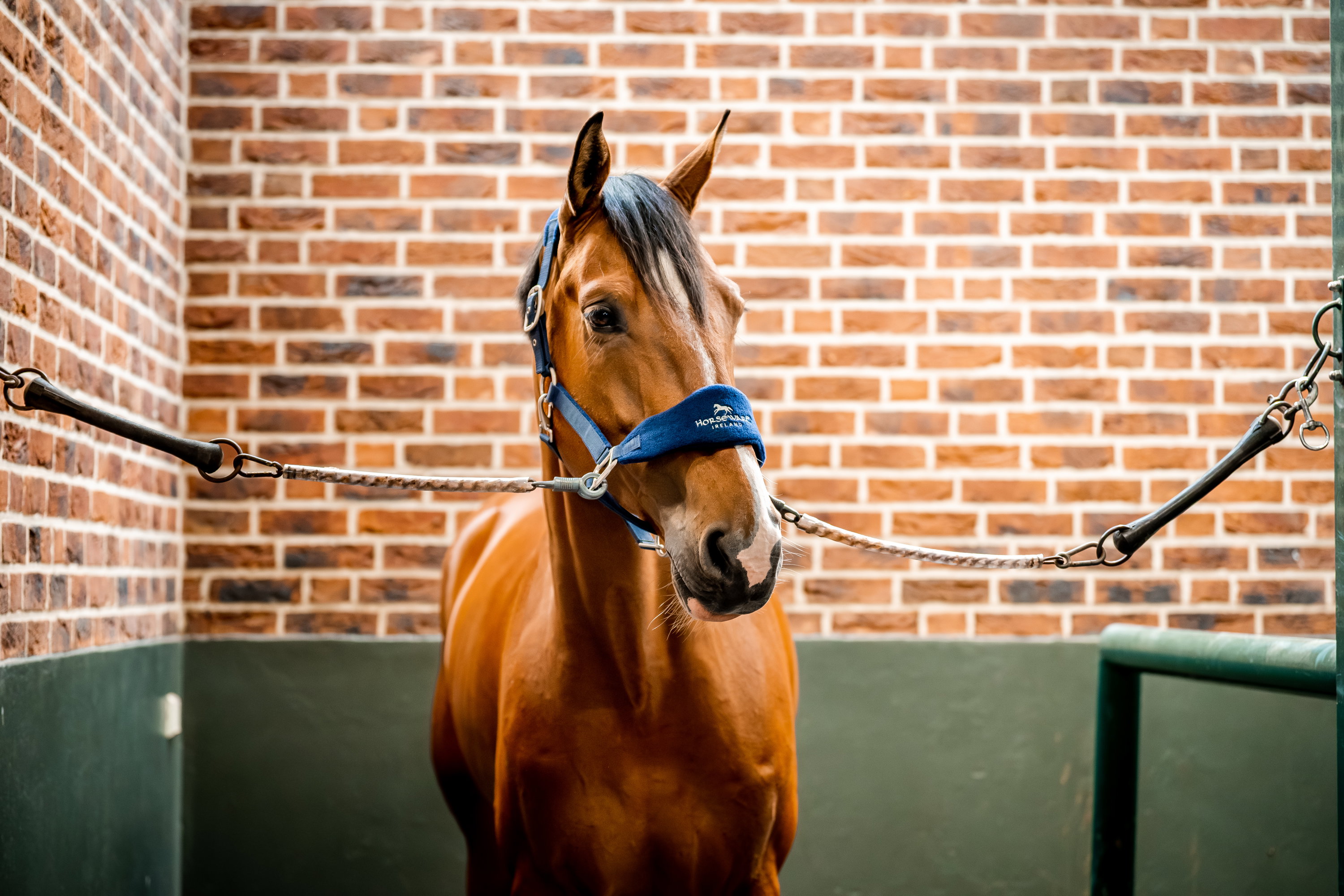 Halfter Grooming Signature