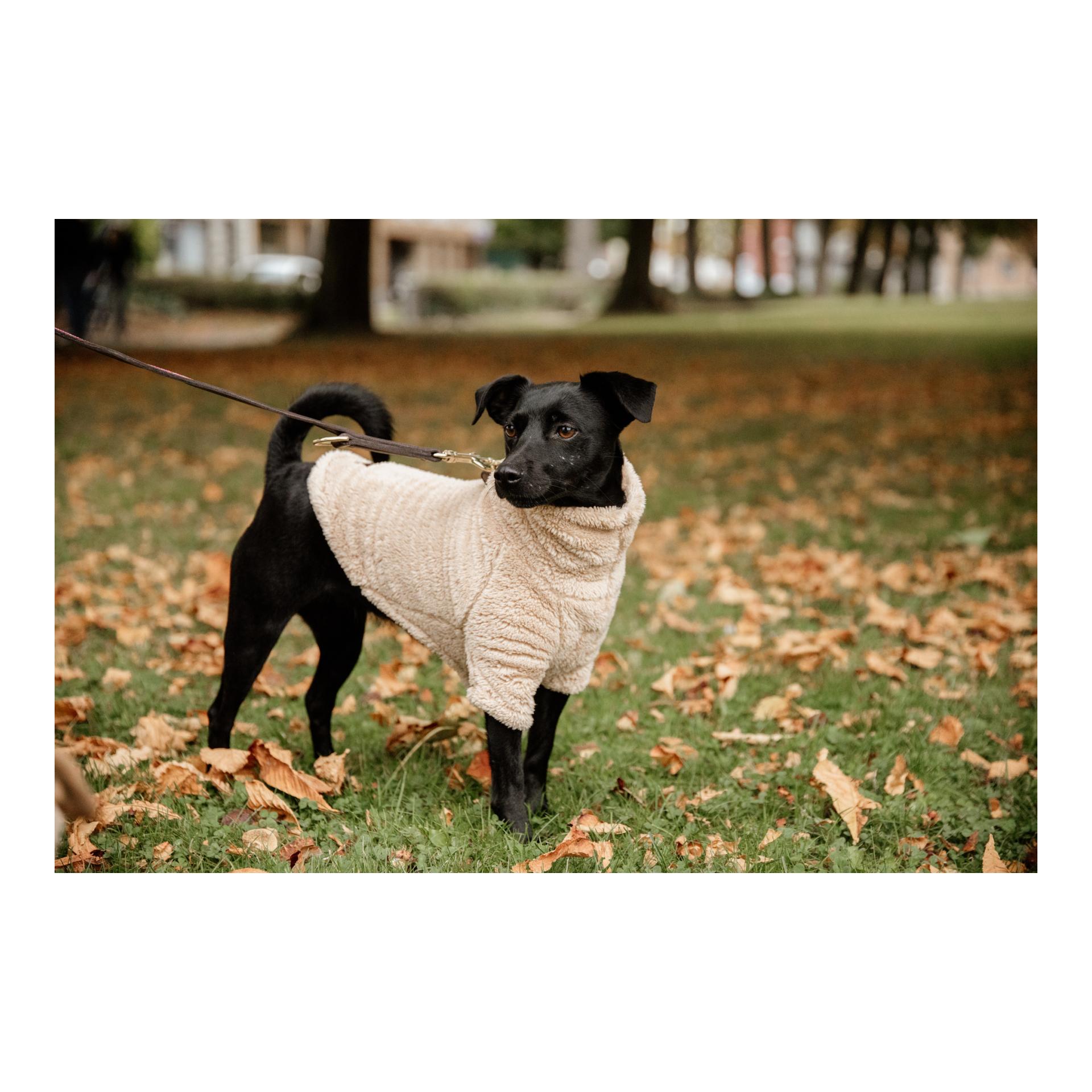 Kentucky Dogwear Pull pour chien Teddy Fleece - beige