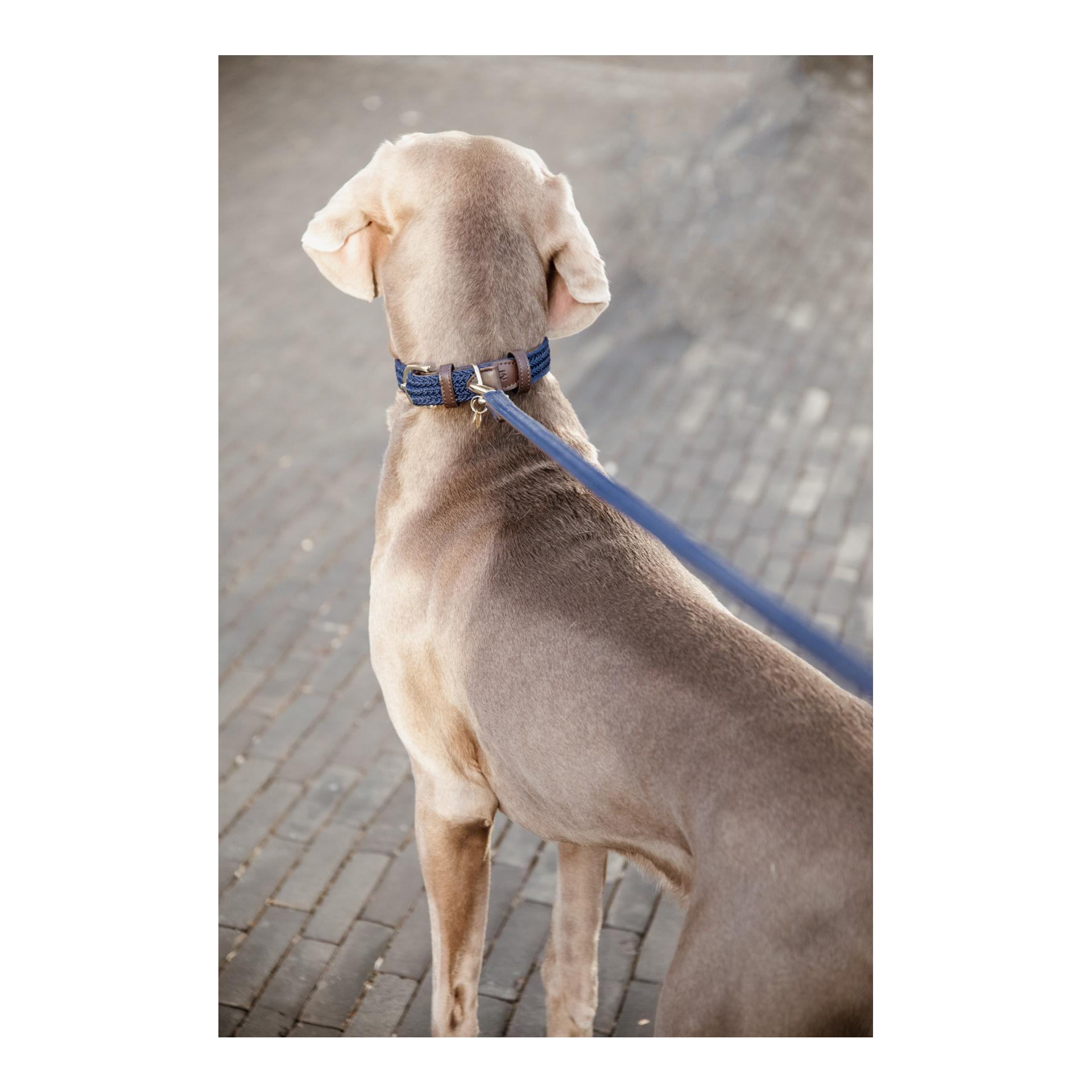 Kentucky Dogwear Laisse pour chien tressée en nylon - bleu marine