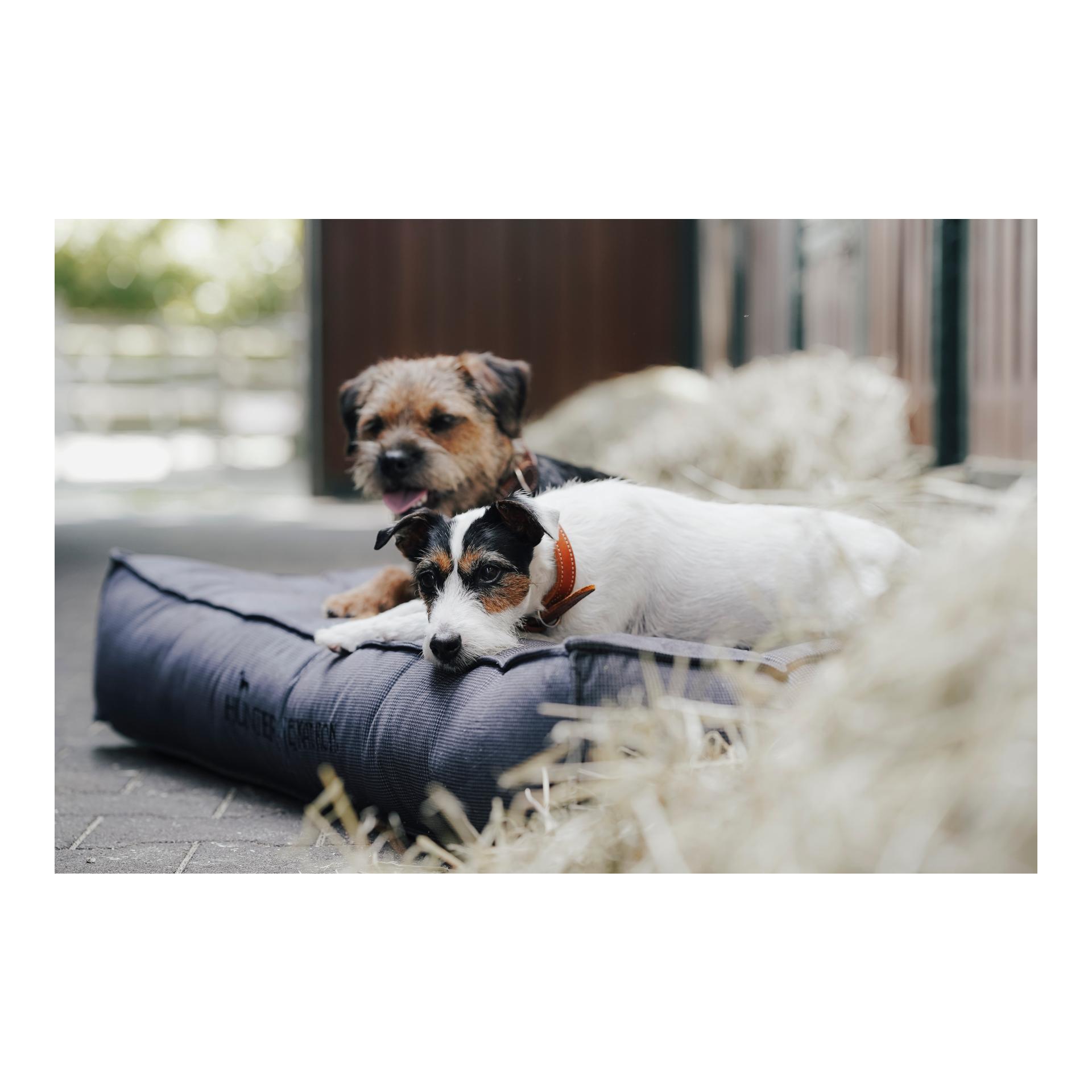 Eskadron Hundebett CHESTER