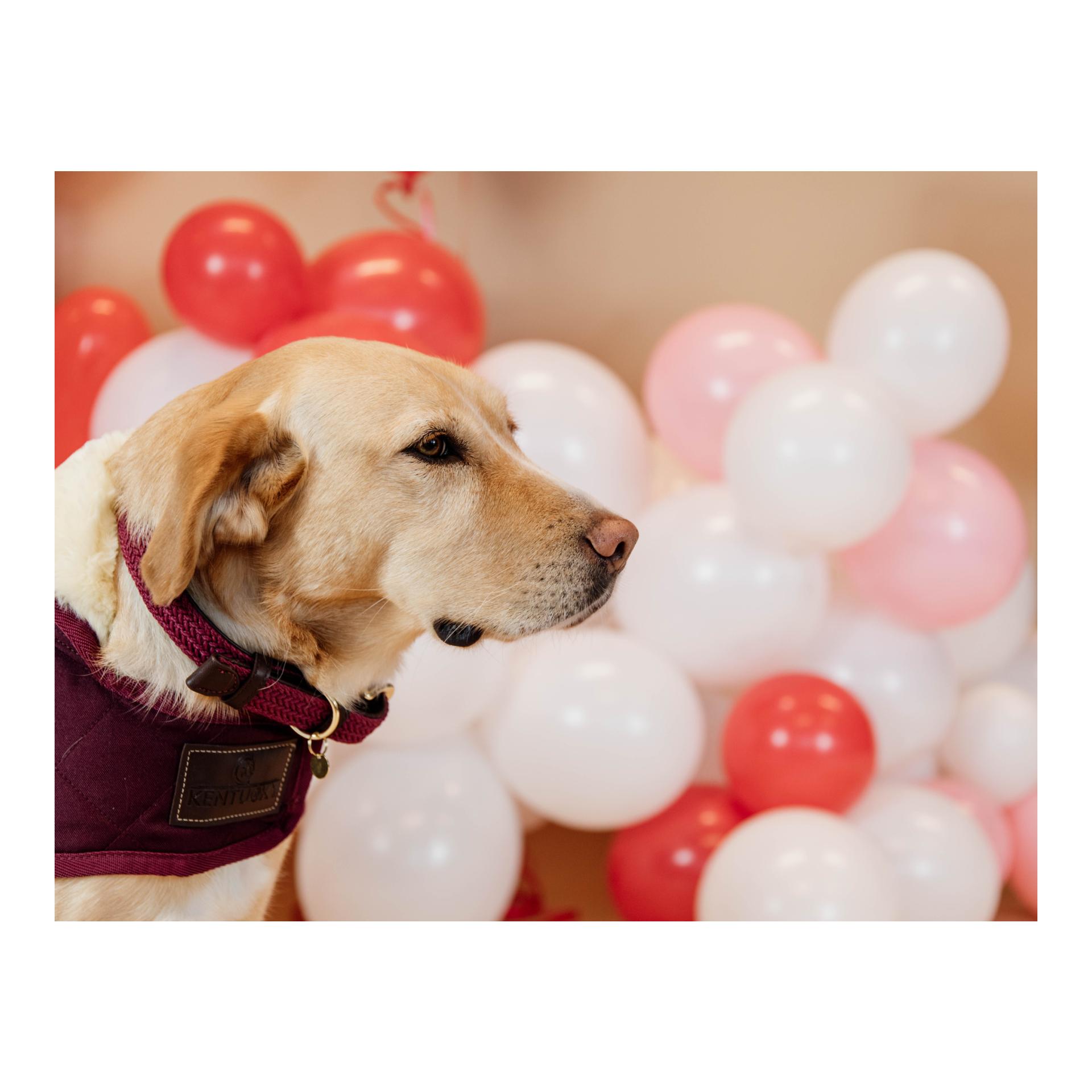 Kentucky Dogwear Collier pour chien en nylon tressé - bordeaux