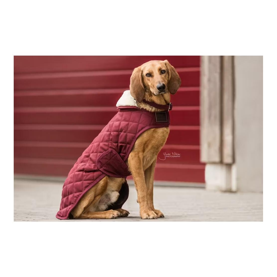 Kentucky Dogwear Manteau pour chien Original - bordeaux