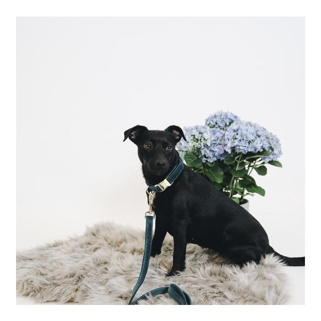 Kentucky Dogwear Hundeleine Velvet - emerald