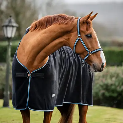neuheiten-pferd